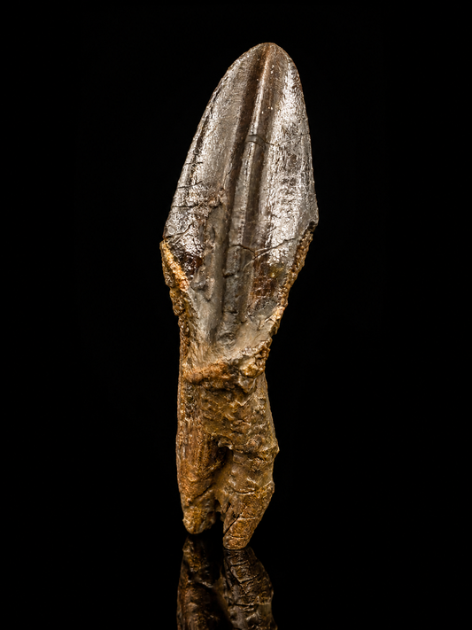 Museum-Quality Rooted Brachylophosaurus Tooth – Judith River Formation, Montana