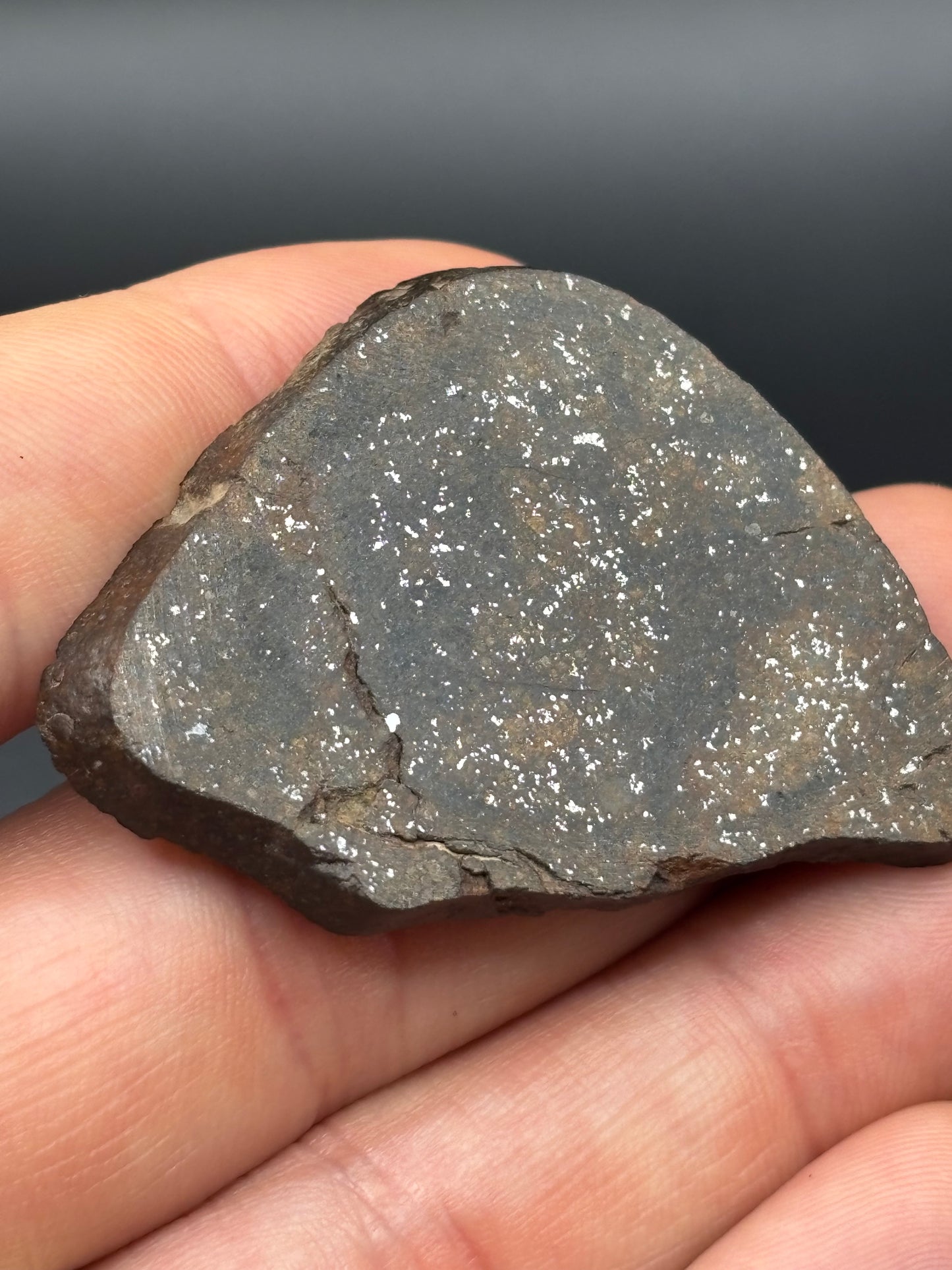 Northwest Africa Meteorite Slice – Possible L5 Chondrite – Polished – 16.4g – Algeria Find