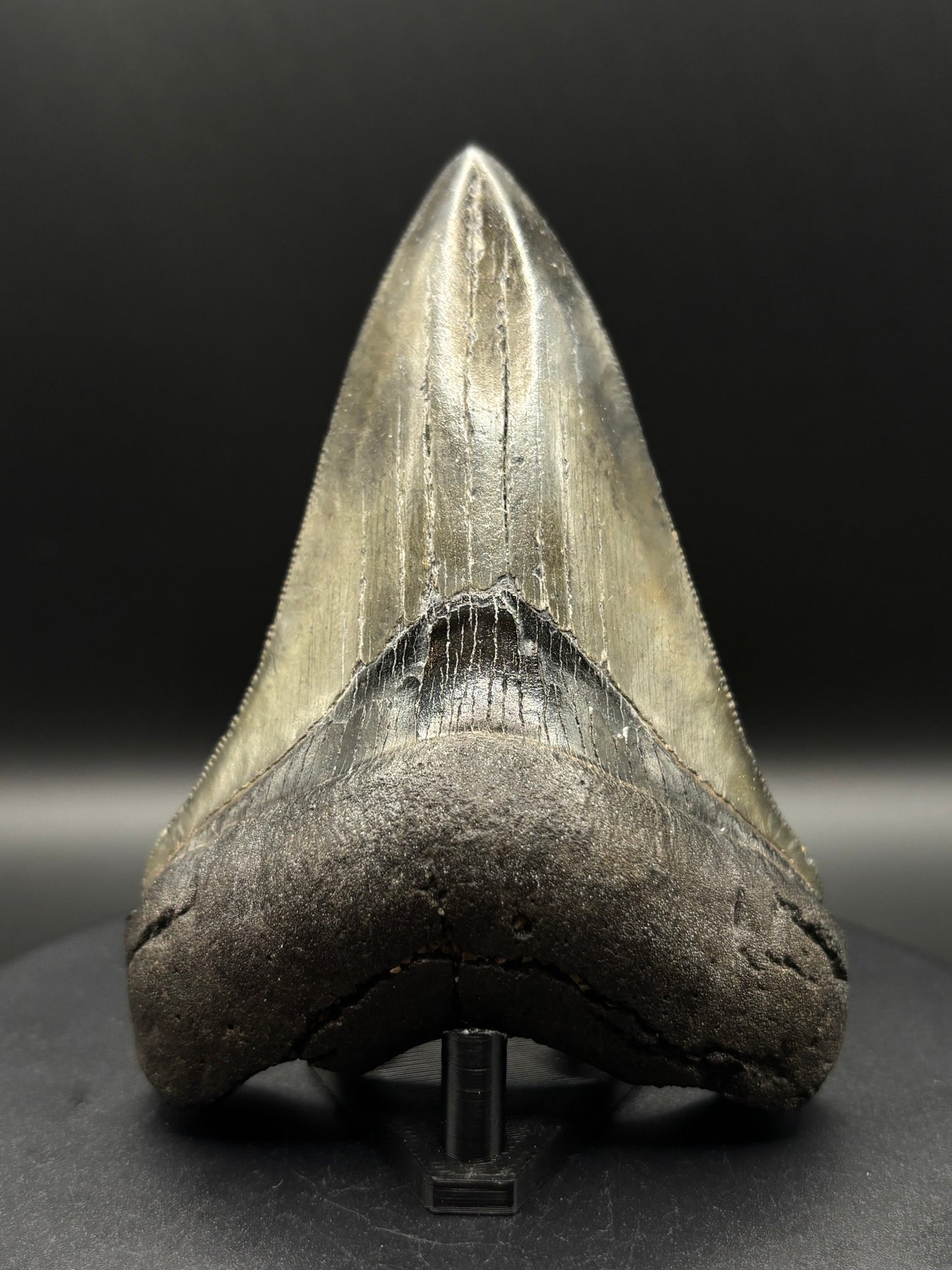 Megalodon Tooth Fossil – South Carolina – Authentic Otodus megalodon Shark Tooth