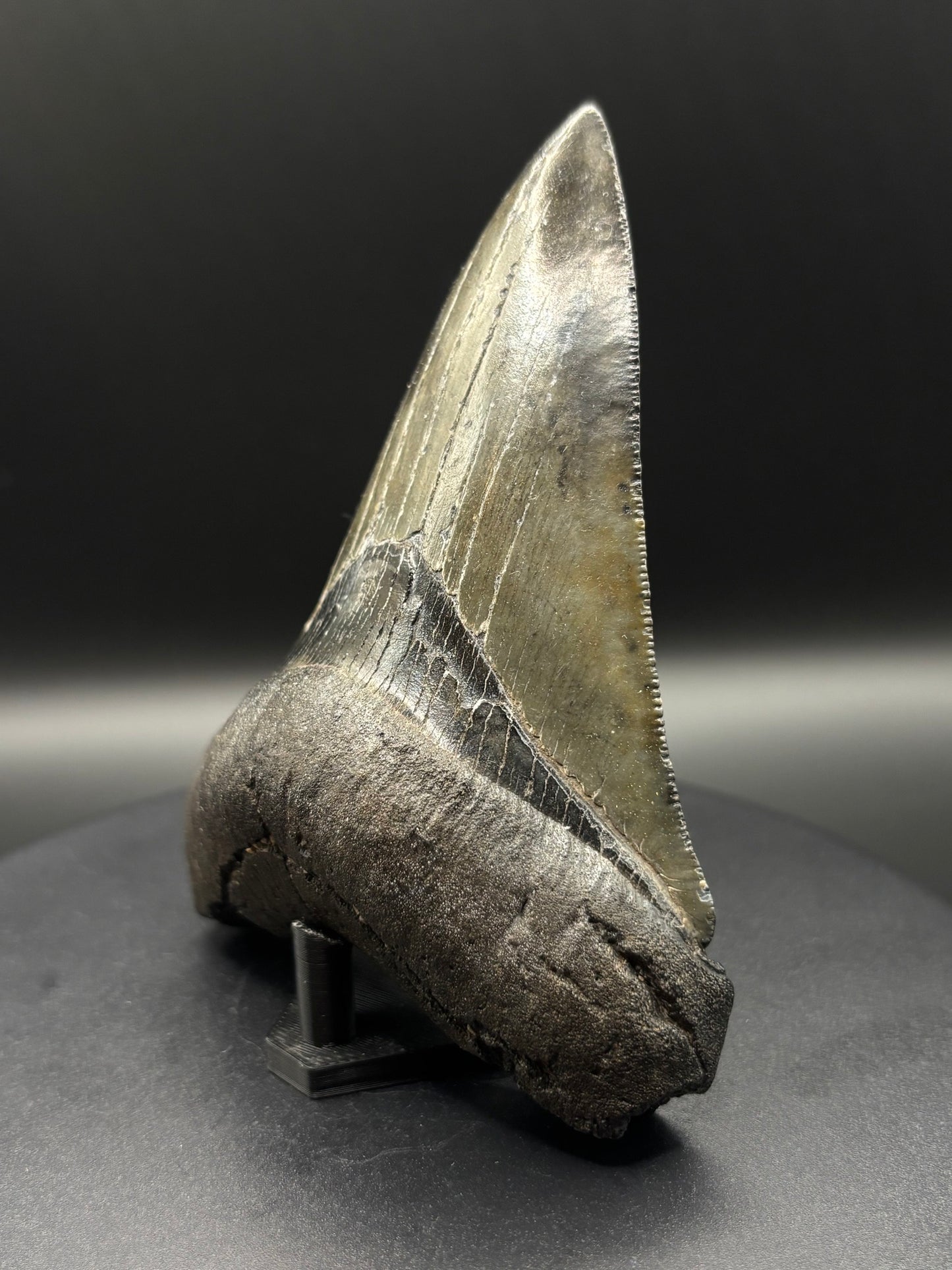 Megalodon Tooth Fossil – South Carolina – Authentic Otodus megalodon Shark Tooth