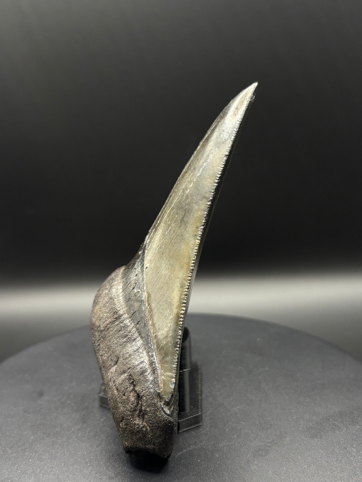 Megalodon Tooth Fossil – South Carolina – Authentic Otodus megalodon Shark Tooth