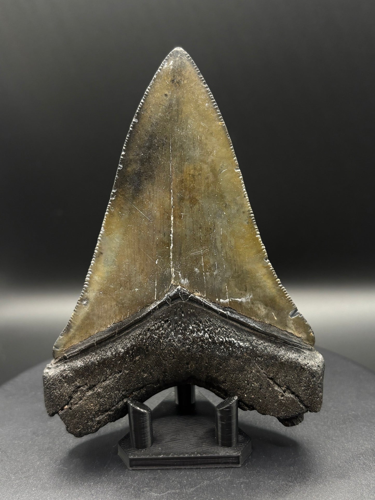 Megalodon Tooth Fossil – South Carolina – Authentic Otodus megalodon Shark Tooth