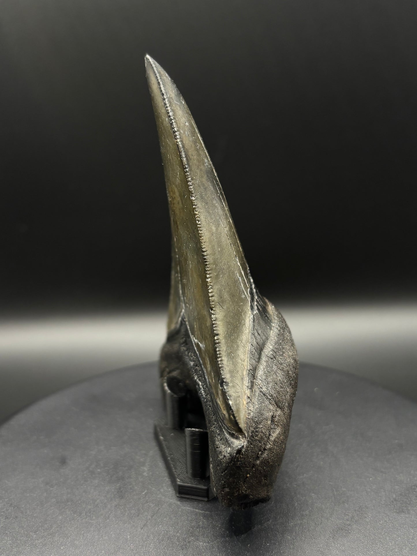 Megalodon Tooth Fossil – South Carolina – Authentic Otodus megalodon Shark Tooth