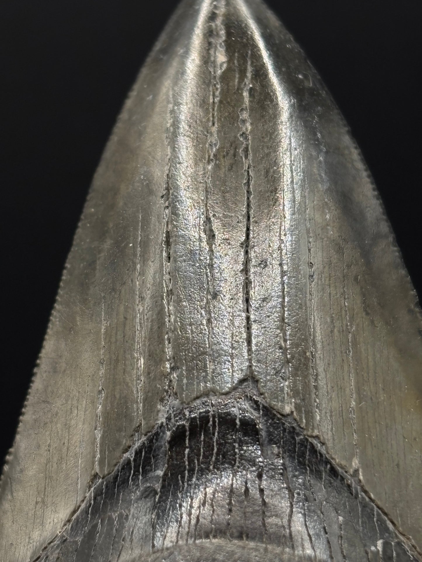 Megalodon Tooth Fossil – South Carolina – Authentic Otodus megalodon Shark Tooth
