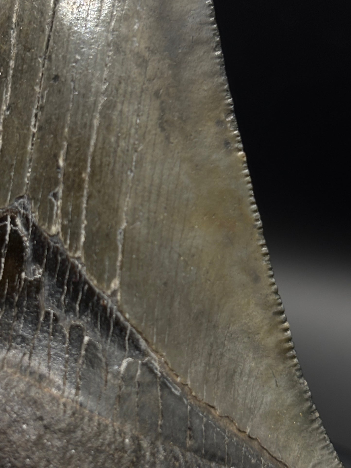 Megalodon Tooth Fossil – South Carolina – Authentic Otodus megalodon Shark Tooth