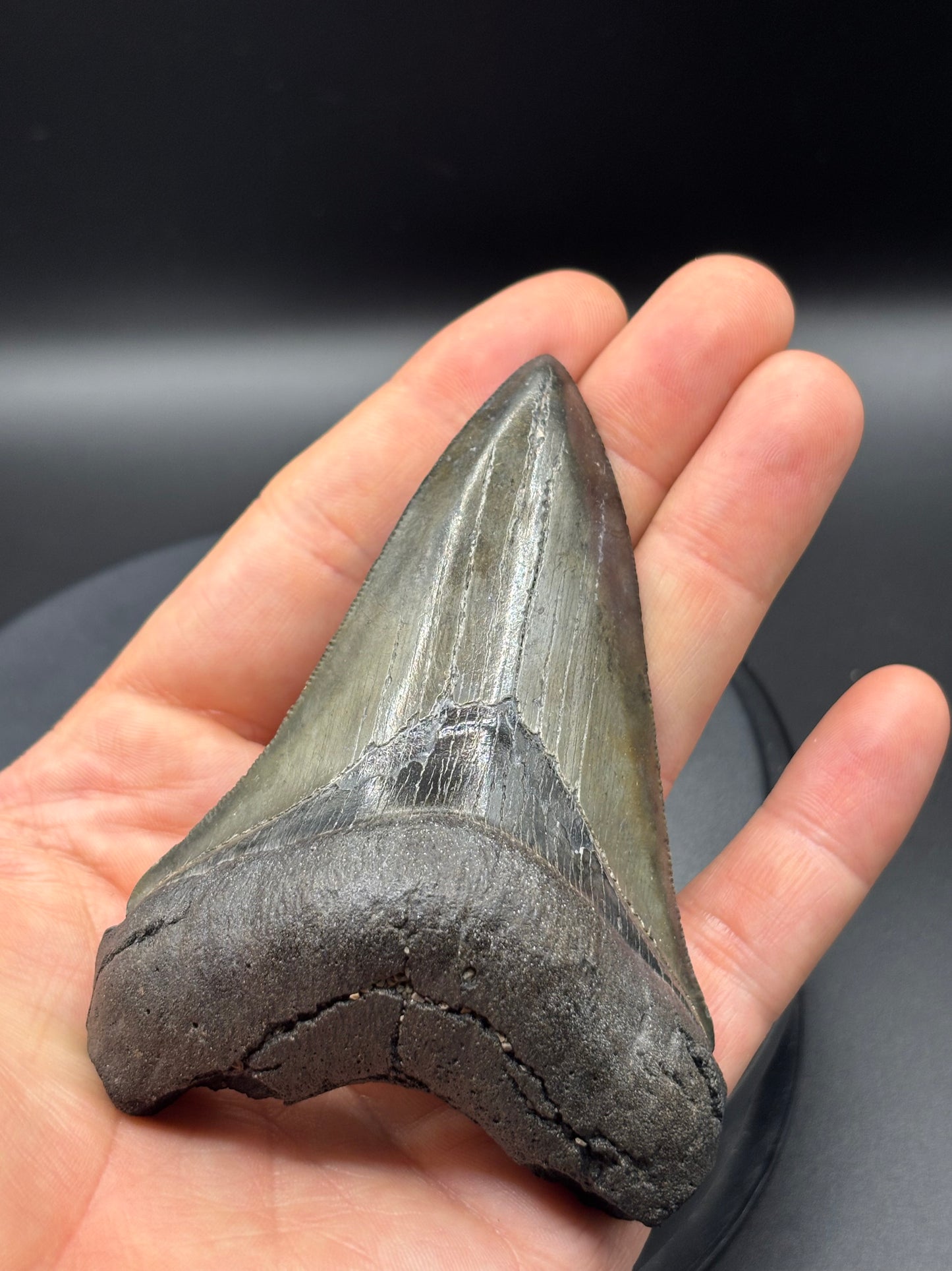 Megalodon Tooth Fossil – South Carolina – Authentic Otodus megalodon Shark Tooth