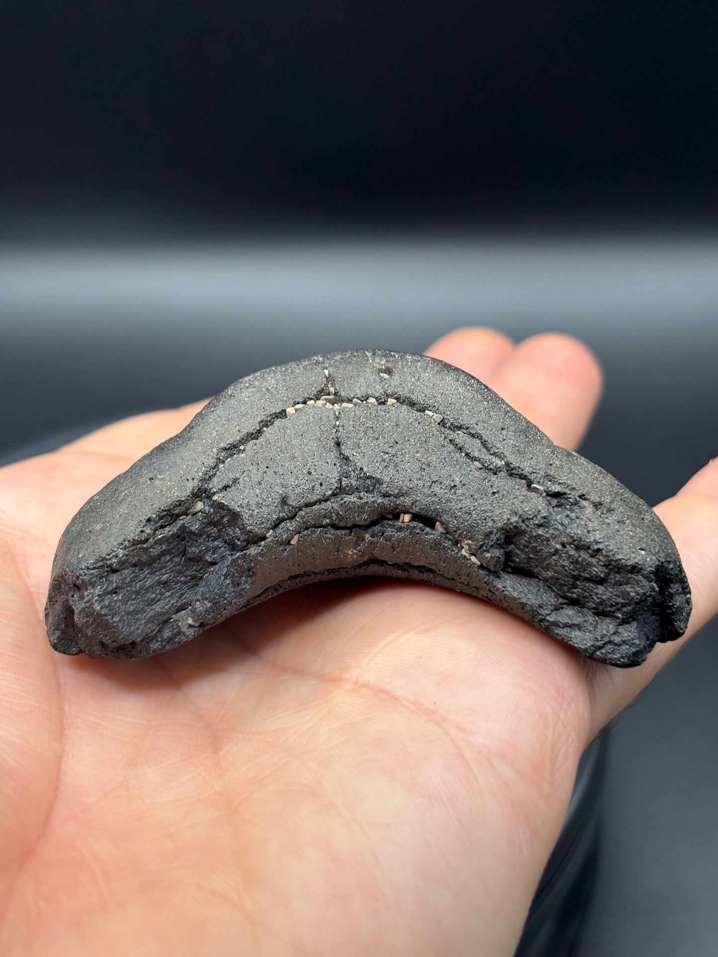 Megalodon Tooth Fossil – South Carolina – Authentic Otodus megalodon Shark Tooth
