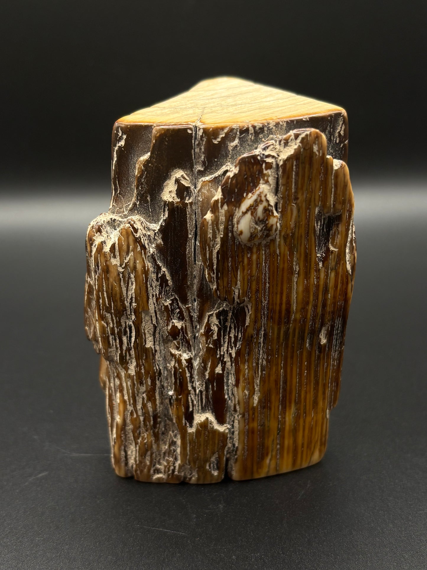 Woolly Mammoth Ivory Tusk Section 7.8 oz – Alaska 2025 Find – Authentic Fossil Specimen