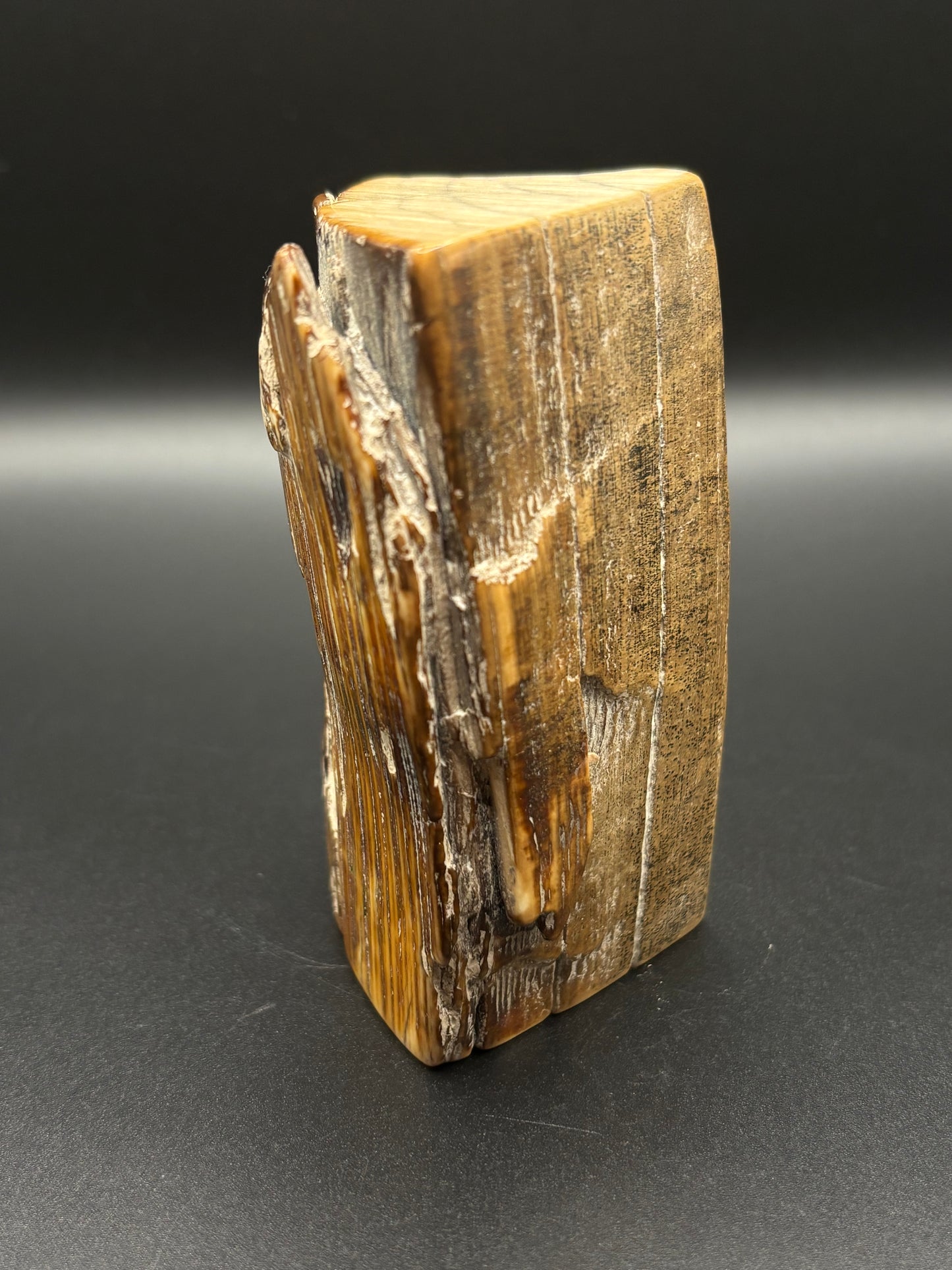 Woolly Mammoth Ivory Tusk Section 7.8 oz – Alaska 2025 Find – Authentic Fossil Specimen