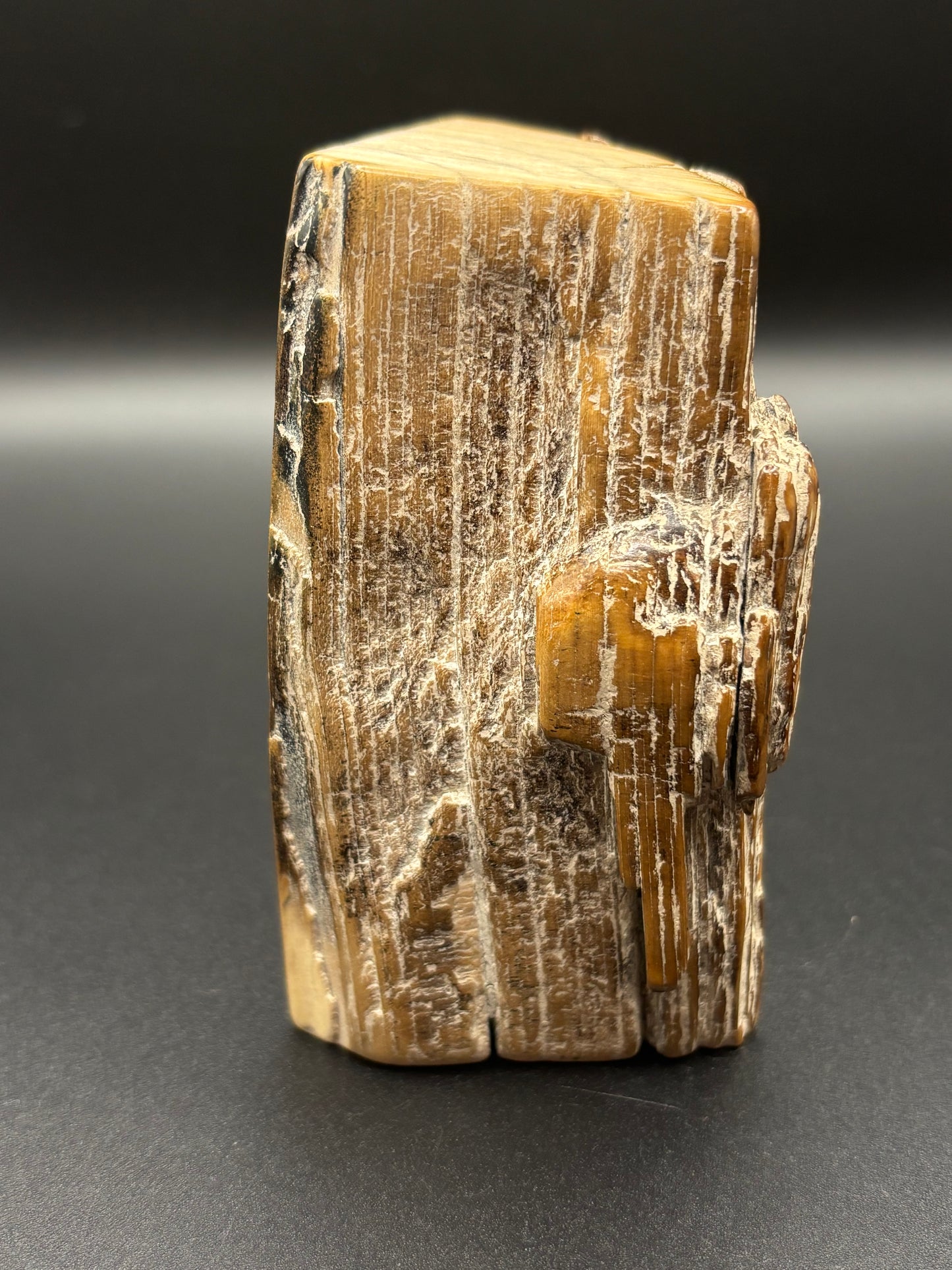 Woolly Mammoth Ivory Tusk Section 7.8 oz – Alaska 2025 Find – Authentic Fossil Specimen