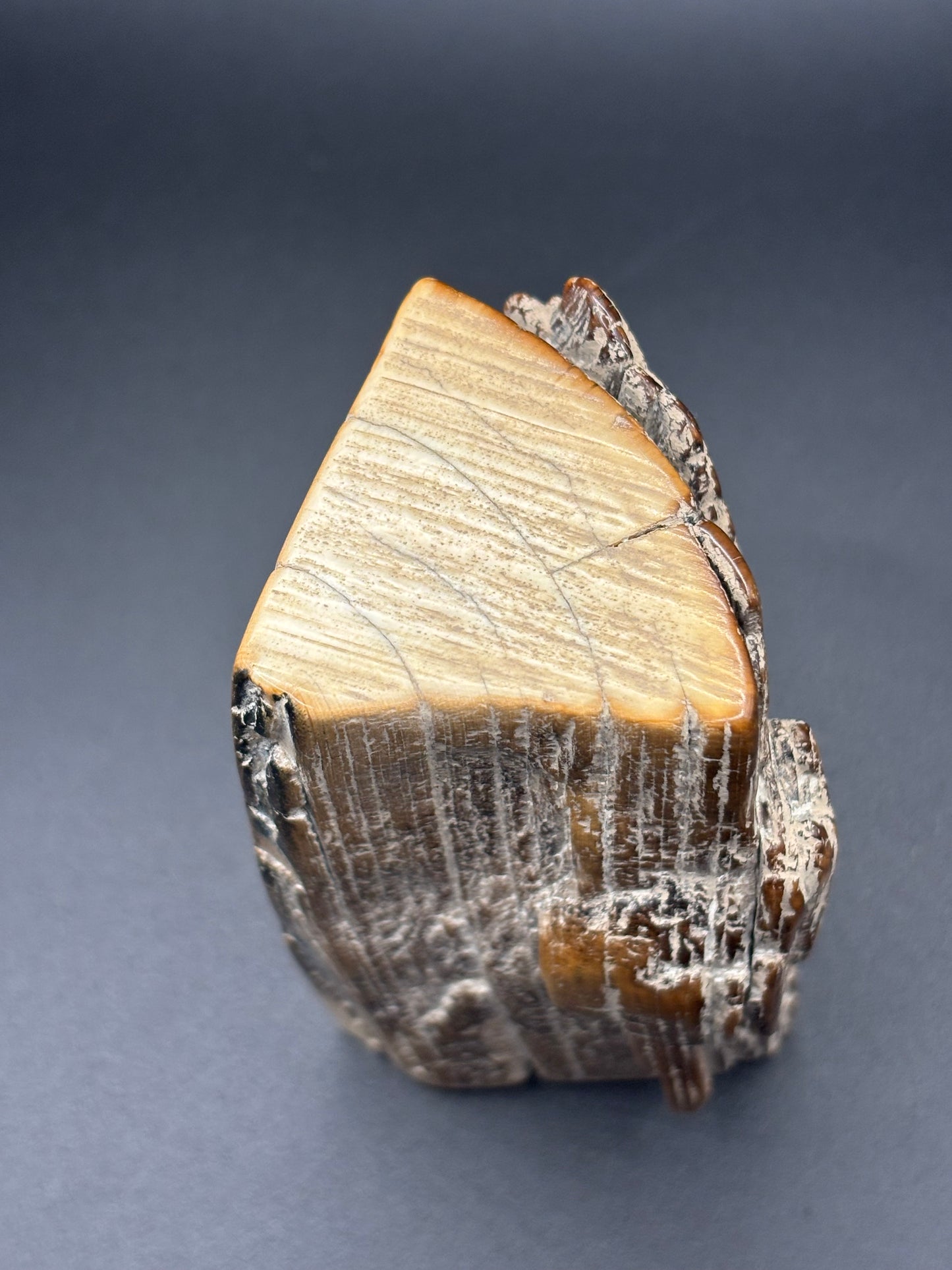 Woolly Mammoth Ivory Tusk Section 7.8 oz – Alaska 2025 Find – Authentic Fossil Specimen