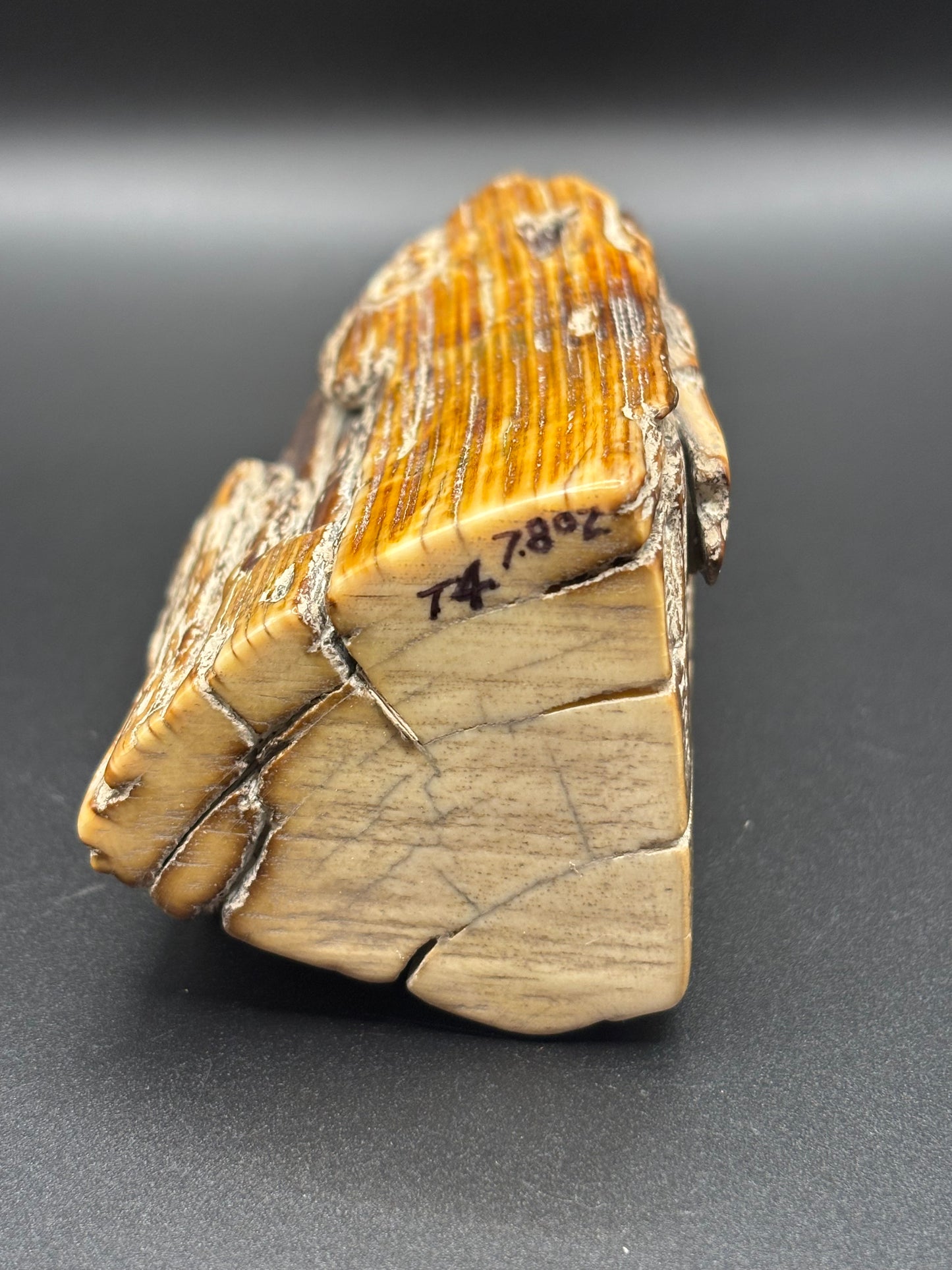 Woolly Mammoth Ivory Tusk Section 7.8 oz – Alaska 2025 Find – Authentic Fossil Specimen
