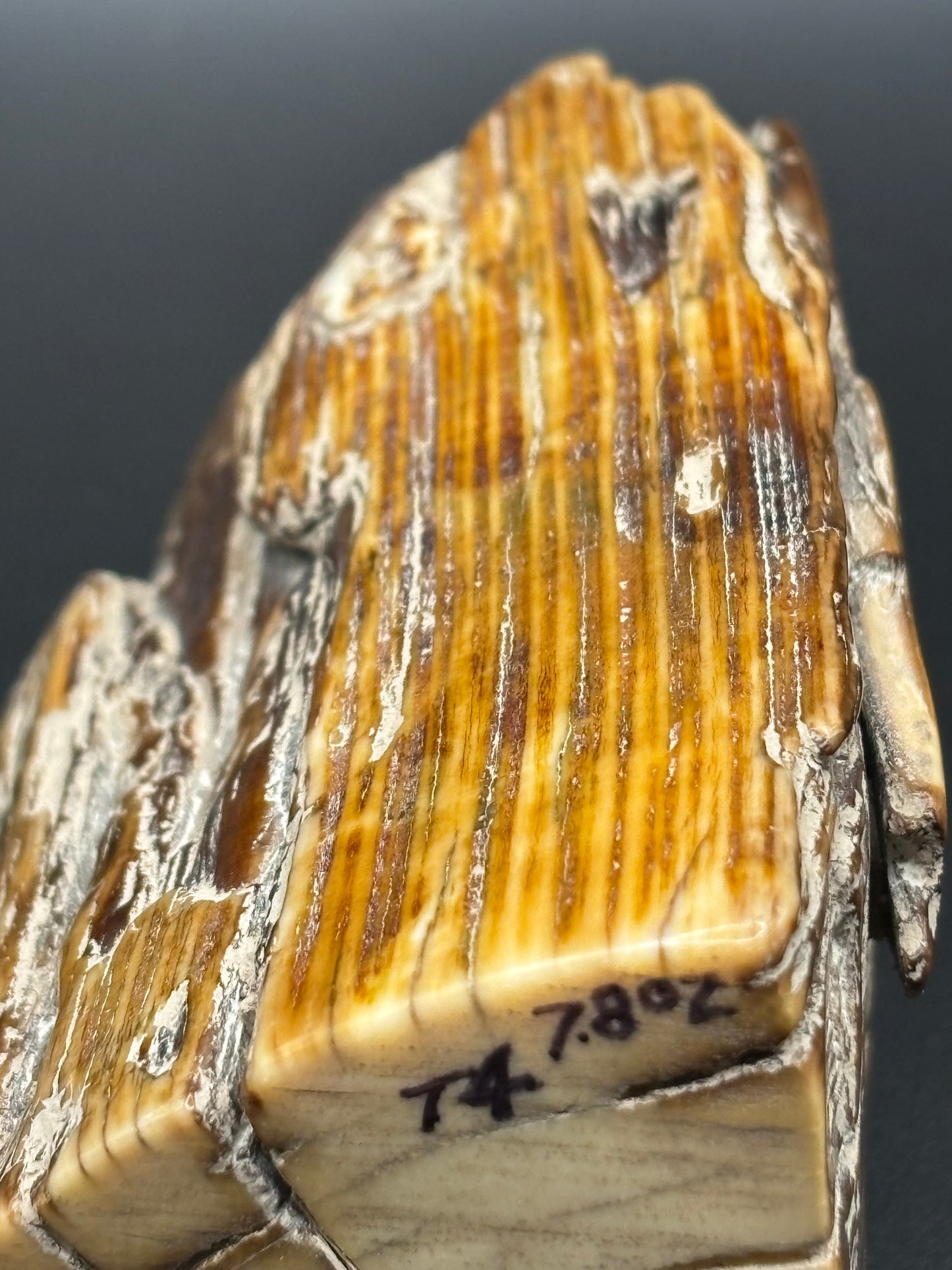 Woolly Mammoth Ivory Tusk Section 7.8 oz – Alaska 2025 Find – Authentic Fossil Specimen