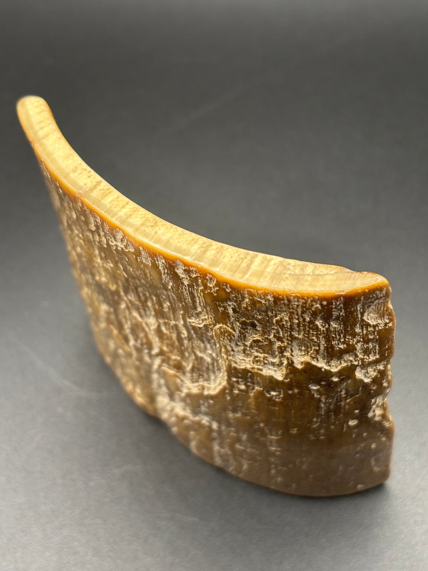 Woolly Mammoth Ivory Tusk Section 3 oz – Alaska 2025 Find – Authentic Fossil Specimen