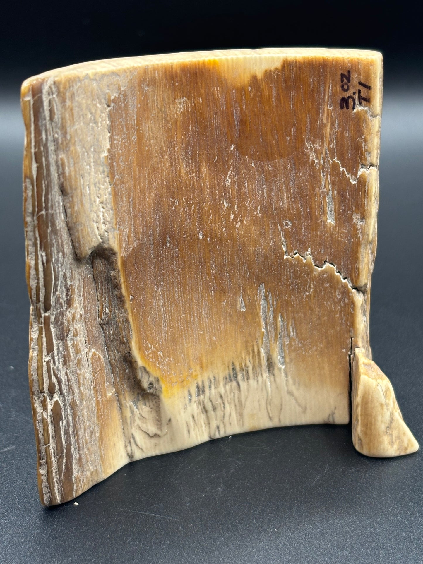 Woolly Mammoth Ivory Tusk Section 3 oz – Alaska 2025 Find – Authentic Fossil Specimen