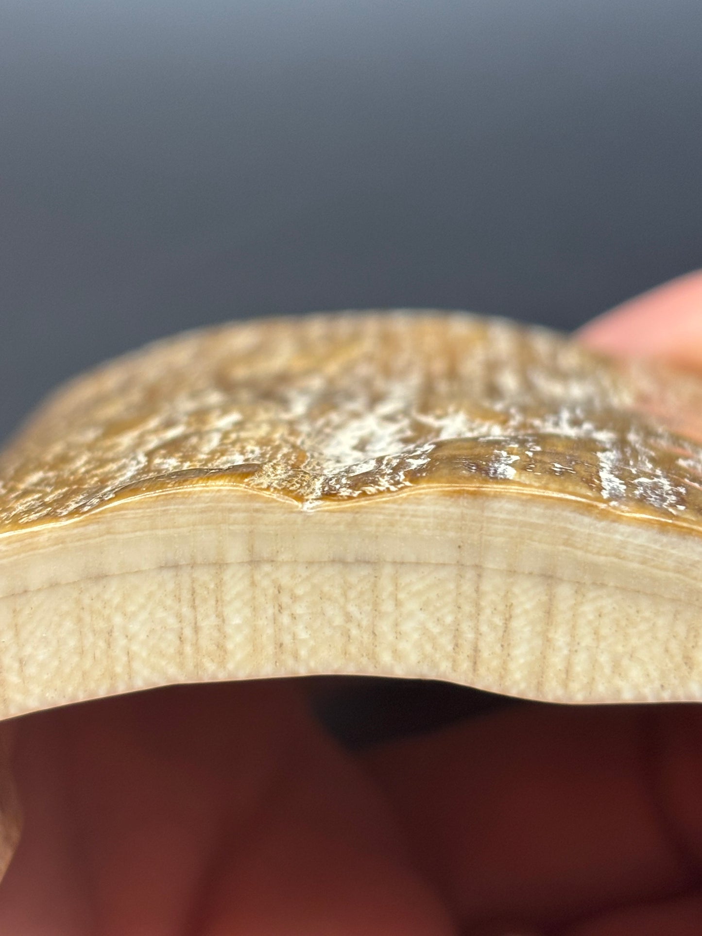 Woolly Mammoth Ivory Tusk Section 3 oz – Alaska 2025 Find – Authentic Fossil Specimen