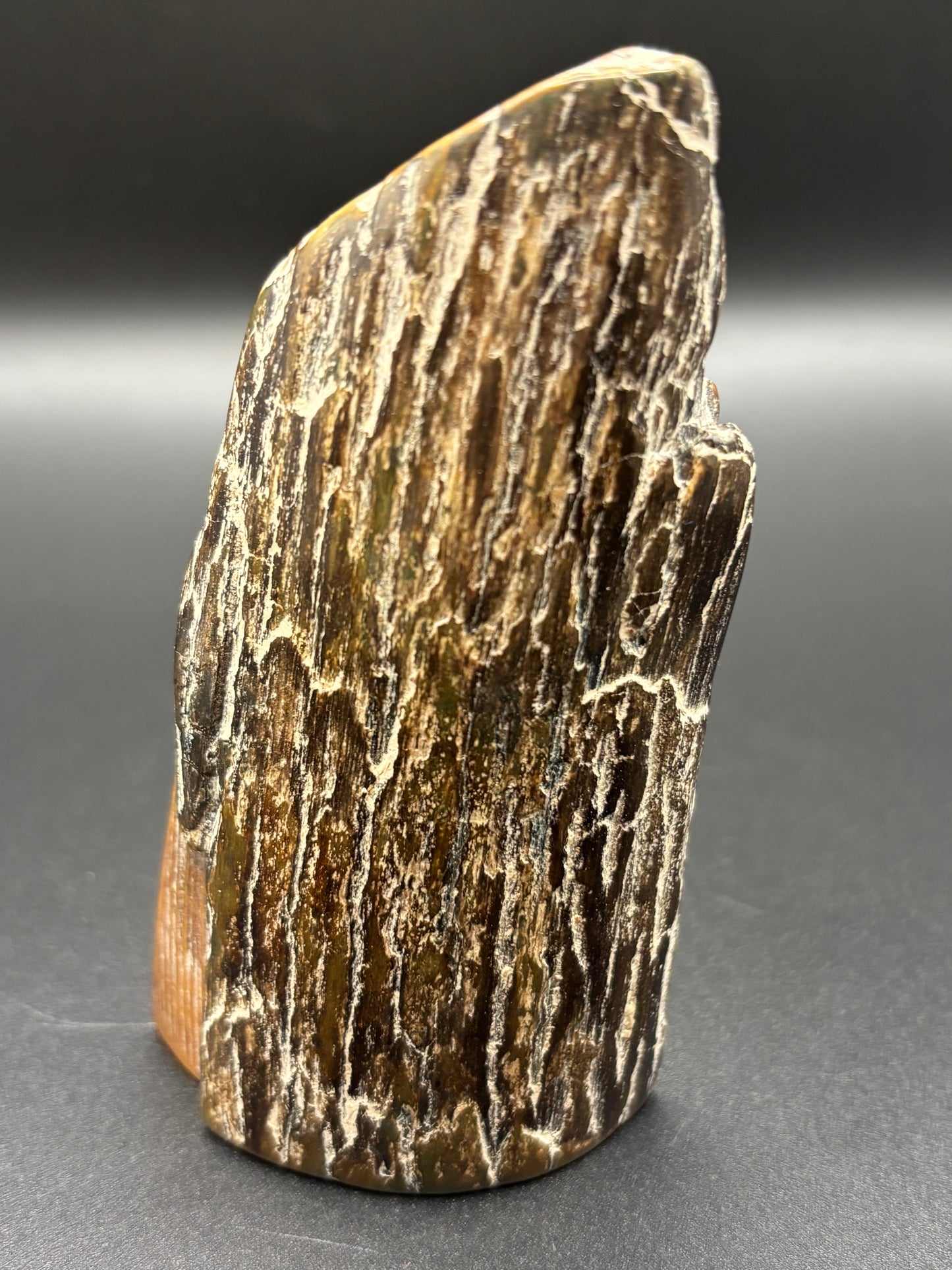 Woolly Mammoth Ivory Tusk Section 3 oz – Alaska 2025 Find – Authentic Fossil Specimen
