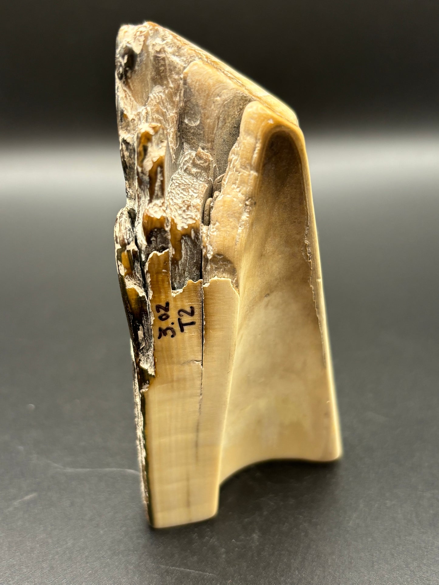 Woolly Mammoth Ivory Tusk Section 3 oz – Alaska 2025 Find – Authentic Fossil Specimen
