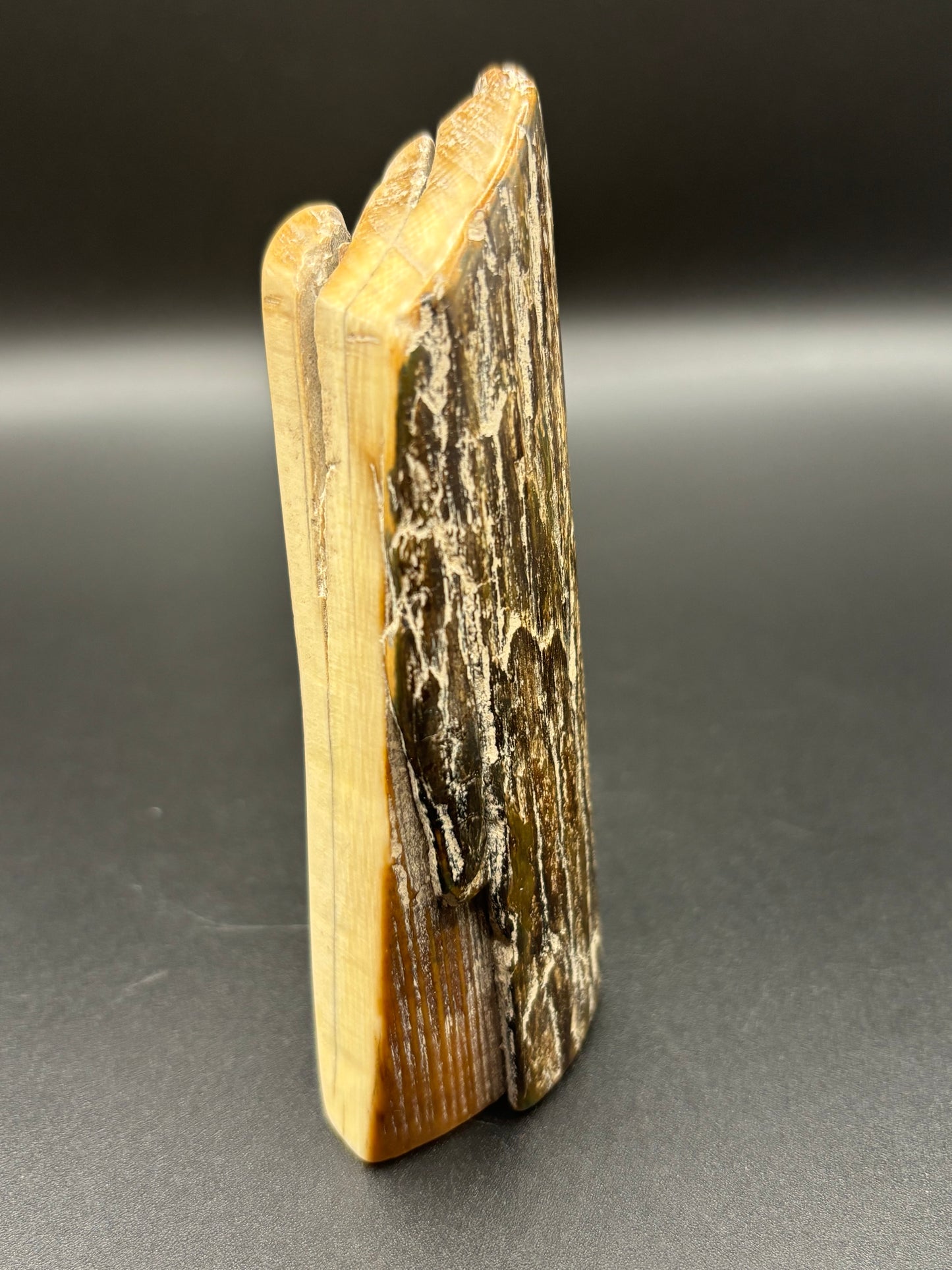 Woolly Mammoth Ivory Tusk Section 3 oz – Alaska 2025 Find – Authentic Fossil Specimen