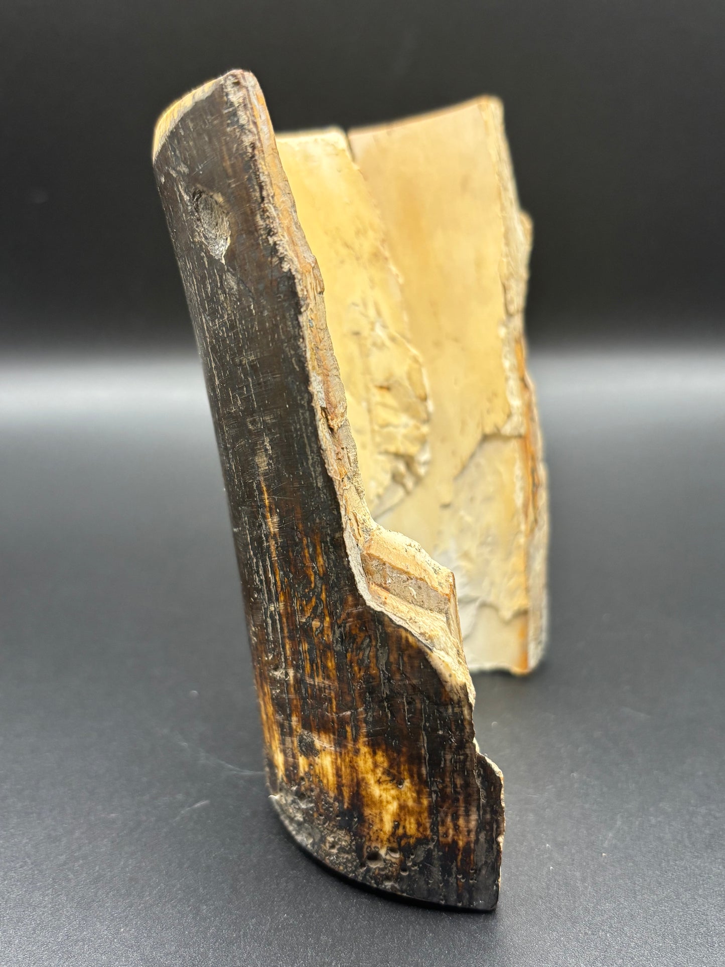 Woolly Mammoth Ivory Tusk Section 6.4 oz – Alaska 2025 Find – Authentic Fossil Specimen