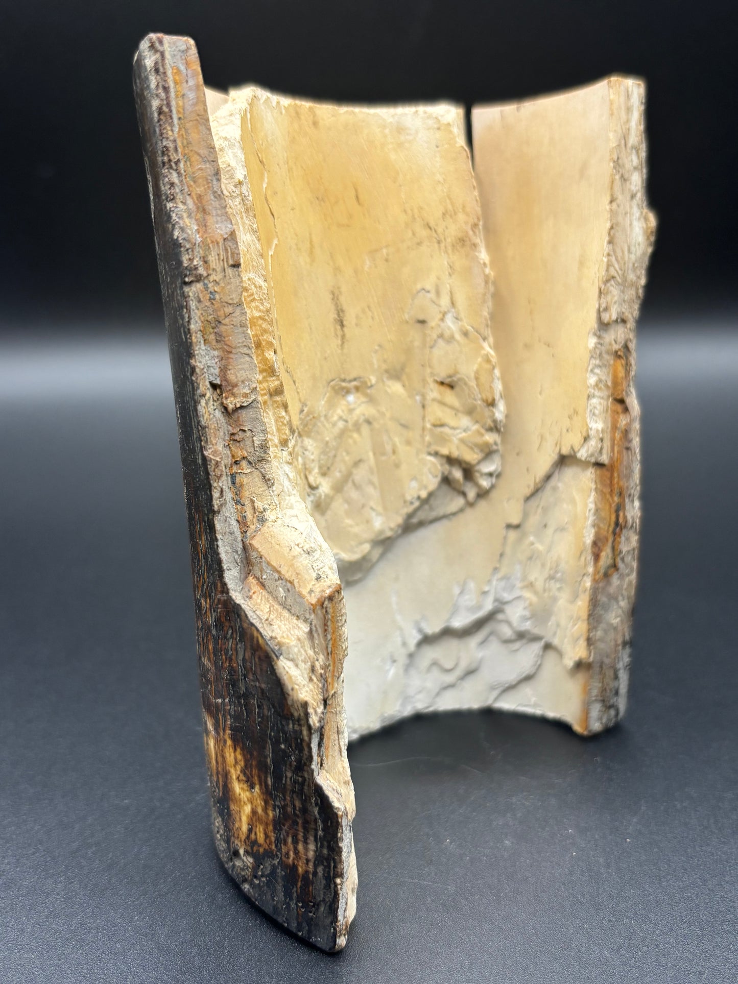 Woolly Mammoth Ivory Tusk Section 6.4 oz – Alaska 2025 Find – Authentic Fossil Specimen