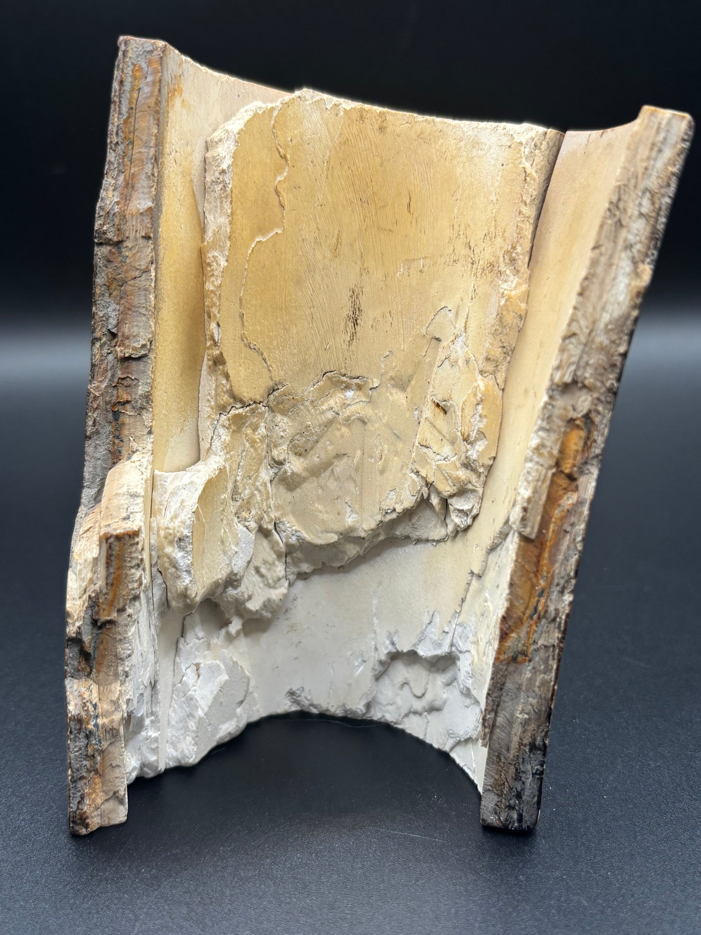 Woolly Mammoth Ivory Tusk Section 6.4 oz – Alaska 2025 Find – Authentic Fossil Specimen