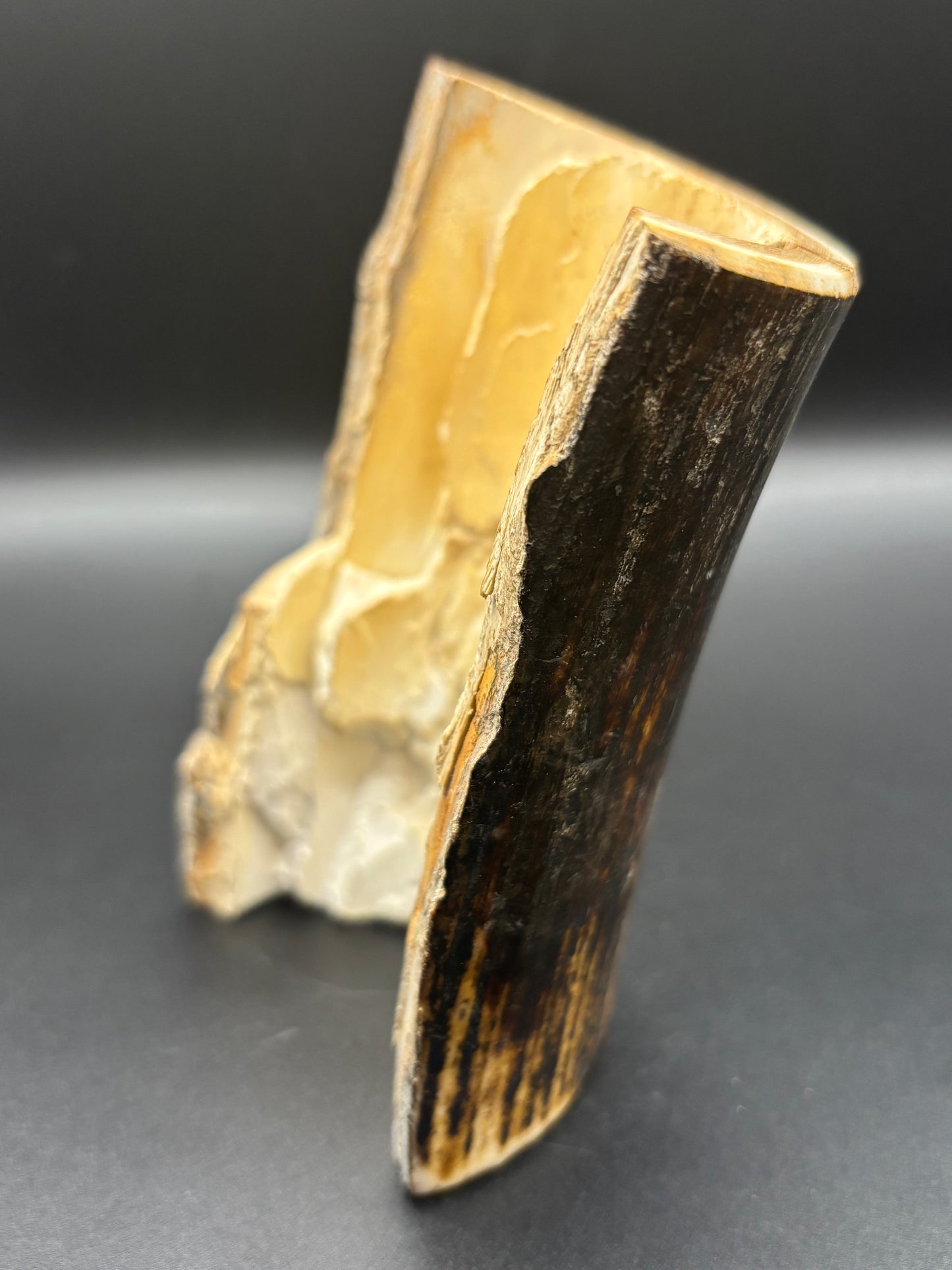Woolly Mammoth Ivory Tusk Section 6.4 oz – Alaska 2025 Find – Authentic Fossil Specimen