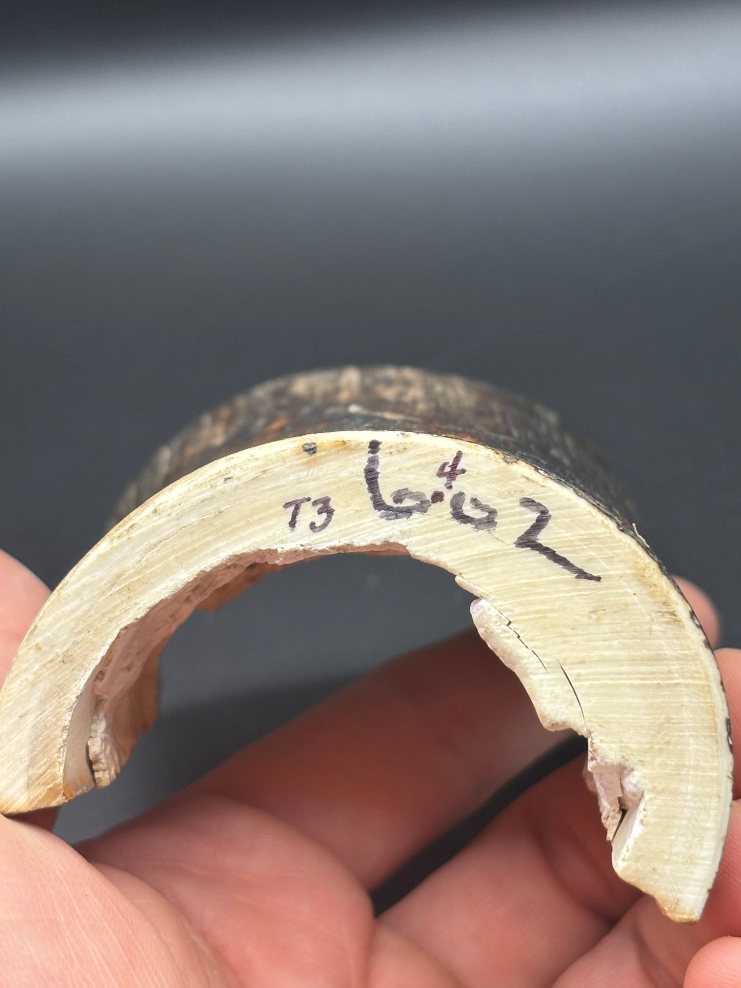 Woolly Mammoth Ivory Tusk Section 6.4 oz – Alaska 2025 Find – Authentic Fossil Specimen