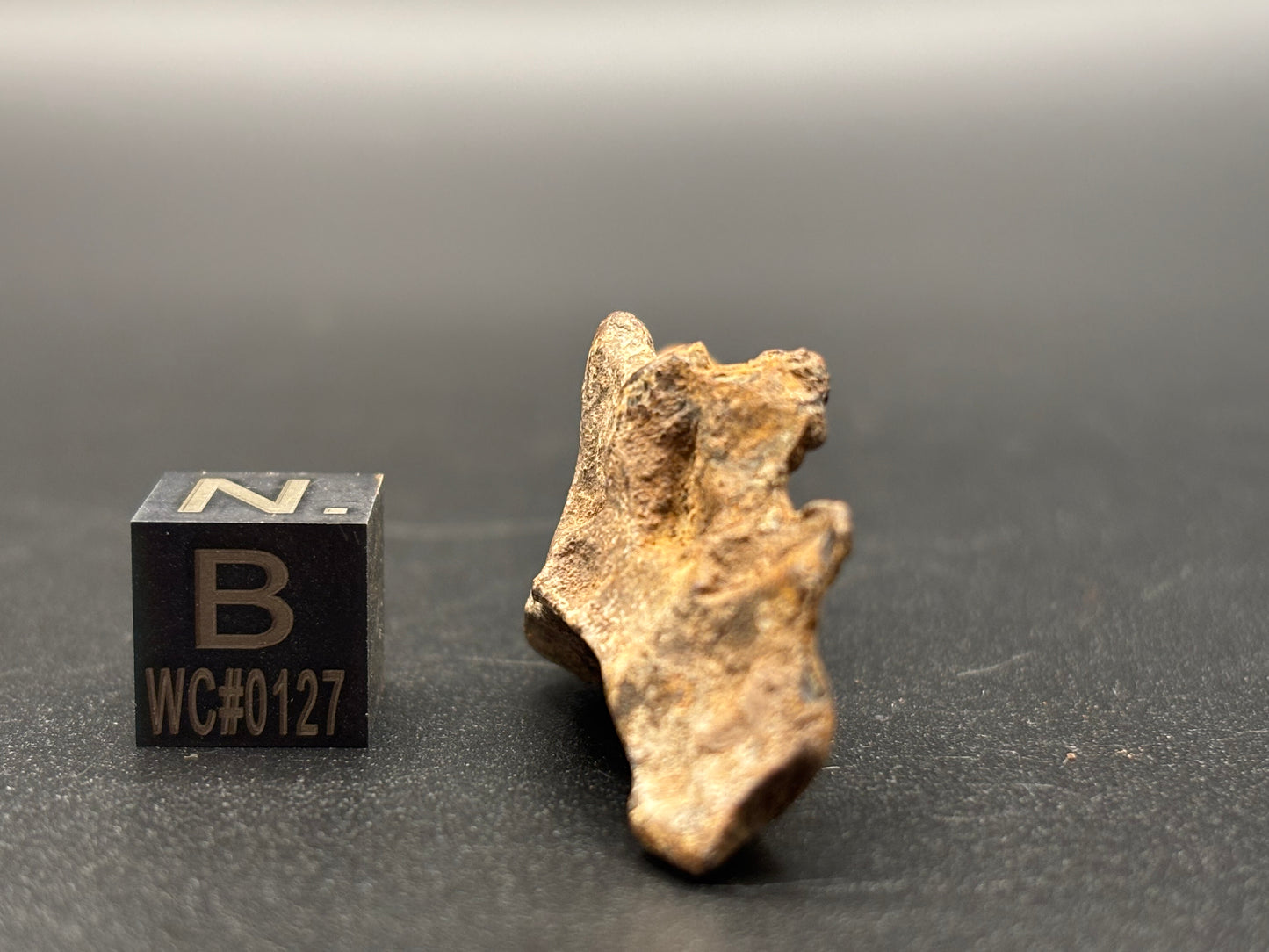 Glorieta Mountain Pallasite Meteorite Specimen Official PMG-an Pallasite New Mexico Meteorite
