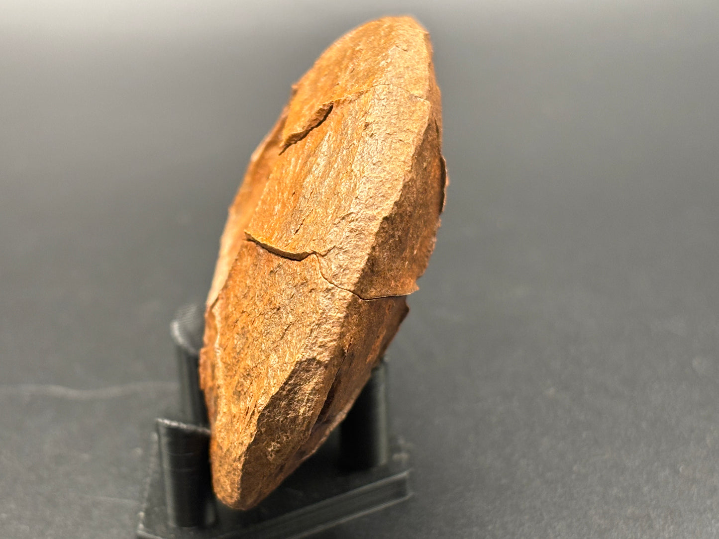 Fossilized Mudstone "Turtle Stone" Navajo County Arizona Natural Desert Concretion Prospectors Vault Find