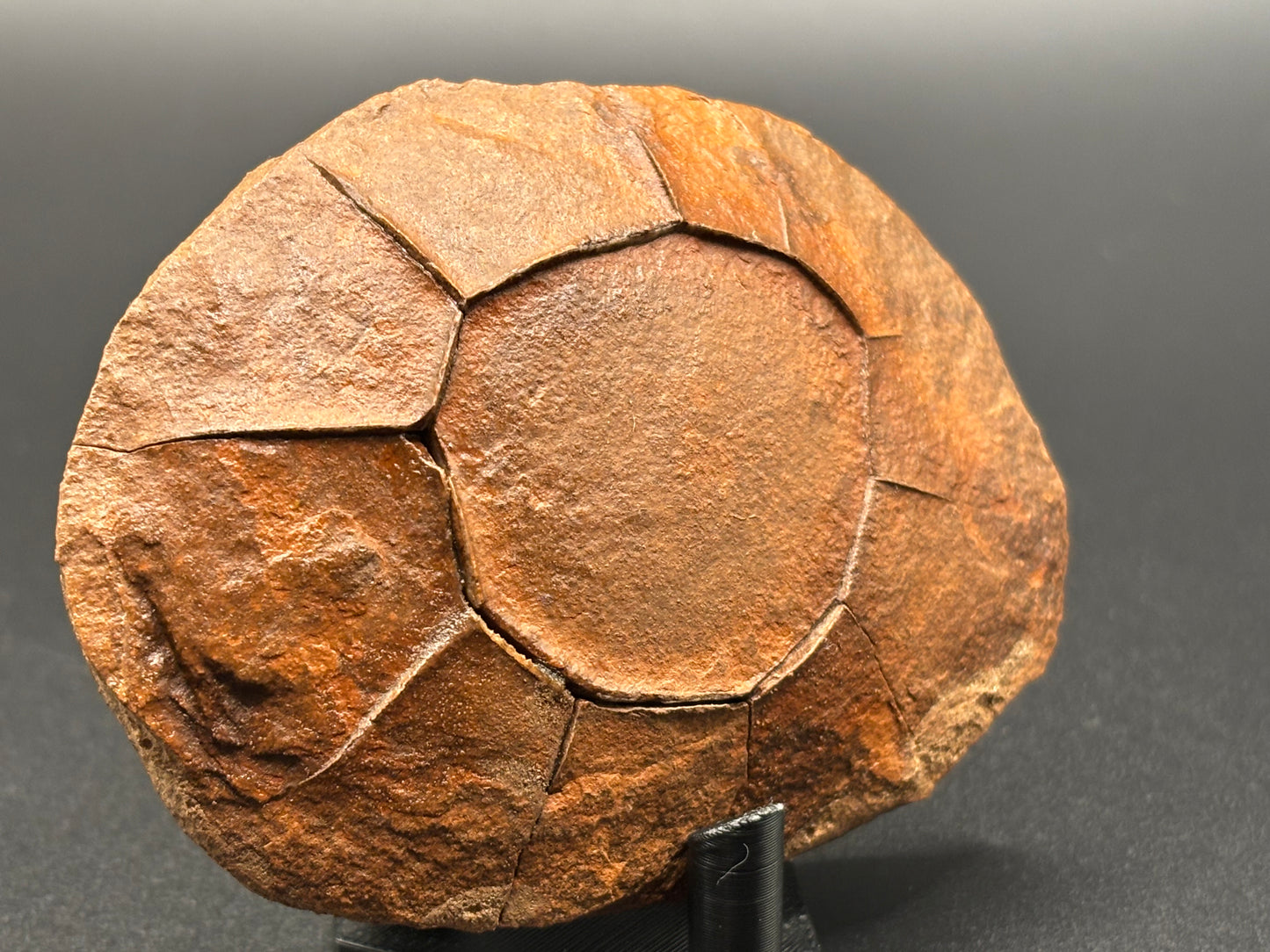 Fossilized Mudstone "Turtle Stone" Navajo County Arizona Natural Desert Concretion Prospectors Vault Find
