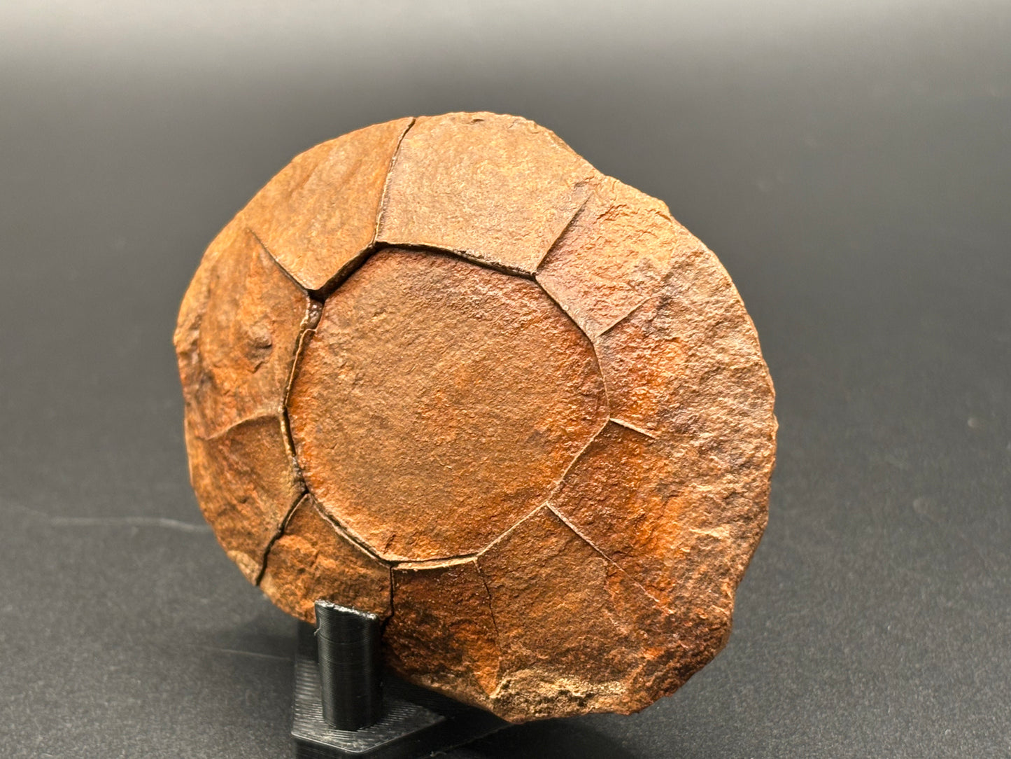 Fossilized Mudstone "Turtle Stone" Navajo County Arizona Natural Desert Concretion Prospectors Vault Find