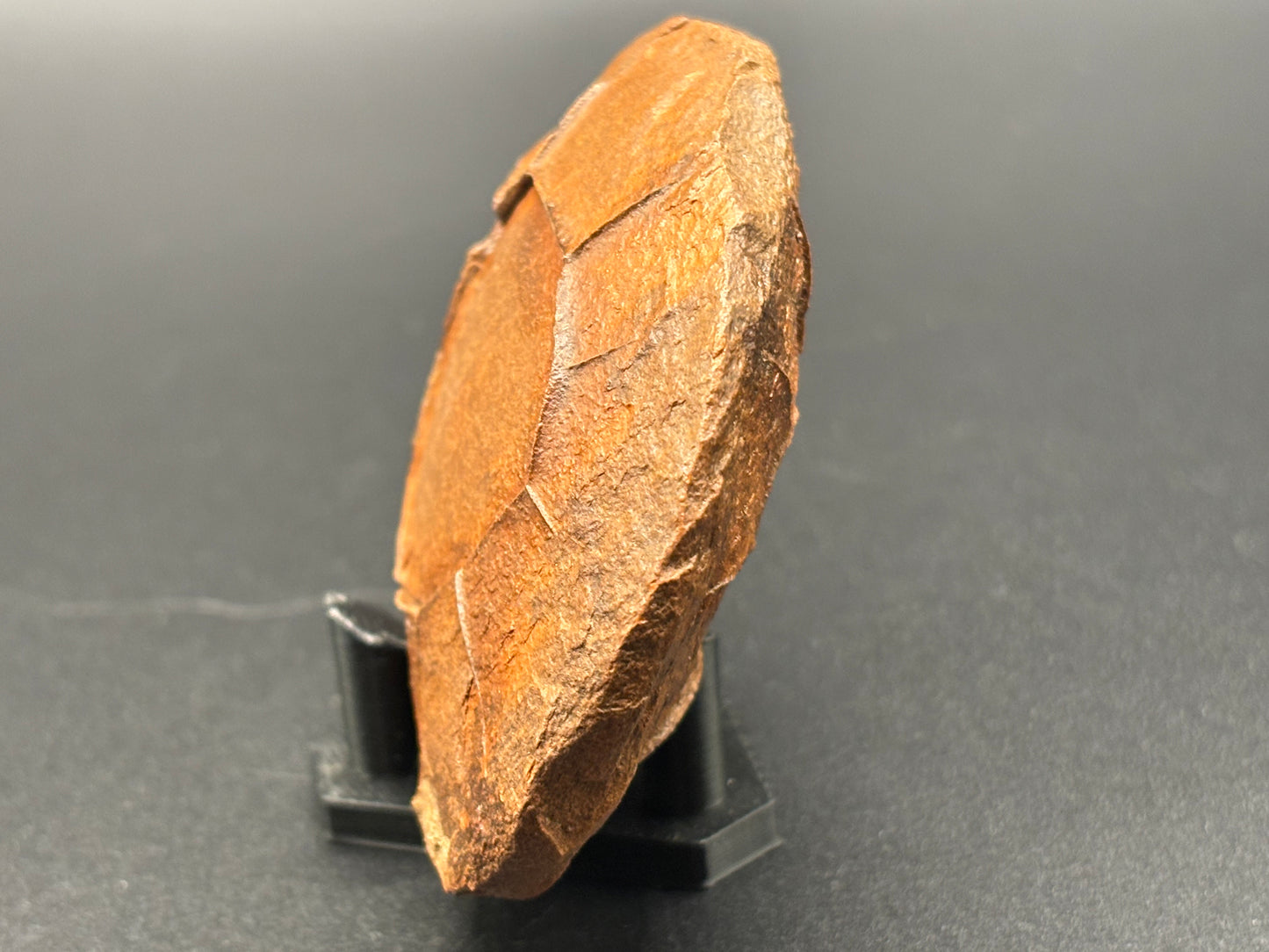 Fossilized Mudstone "Turtle Stone" Navajo County Arizona Natural Desert Concretion Prospectors Vault Find