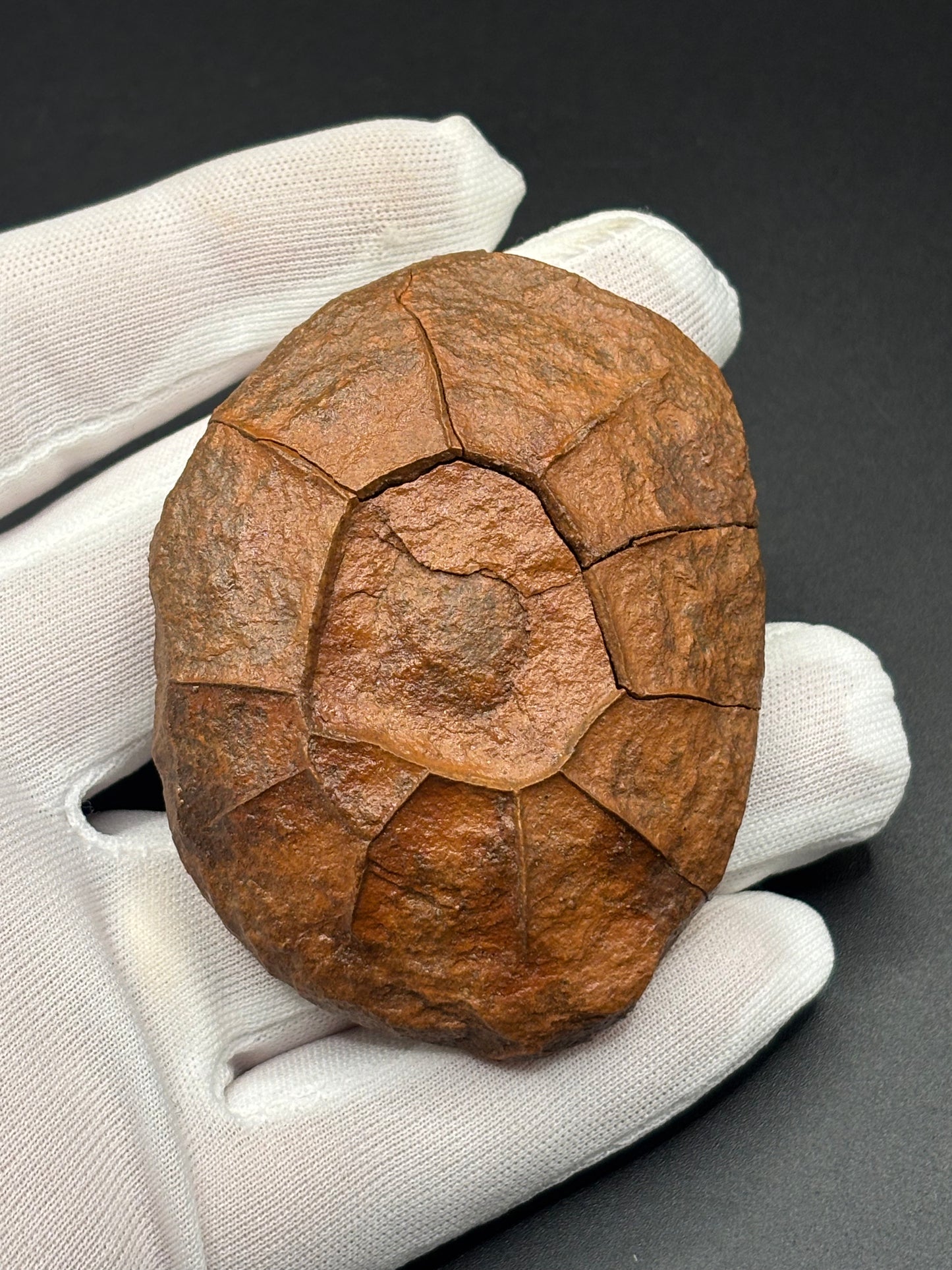 Fossilized Mudstone "Turtle Stone" Navajo County Arizona Natural Desert Concretion Prospectors Vault Find