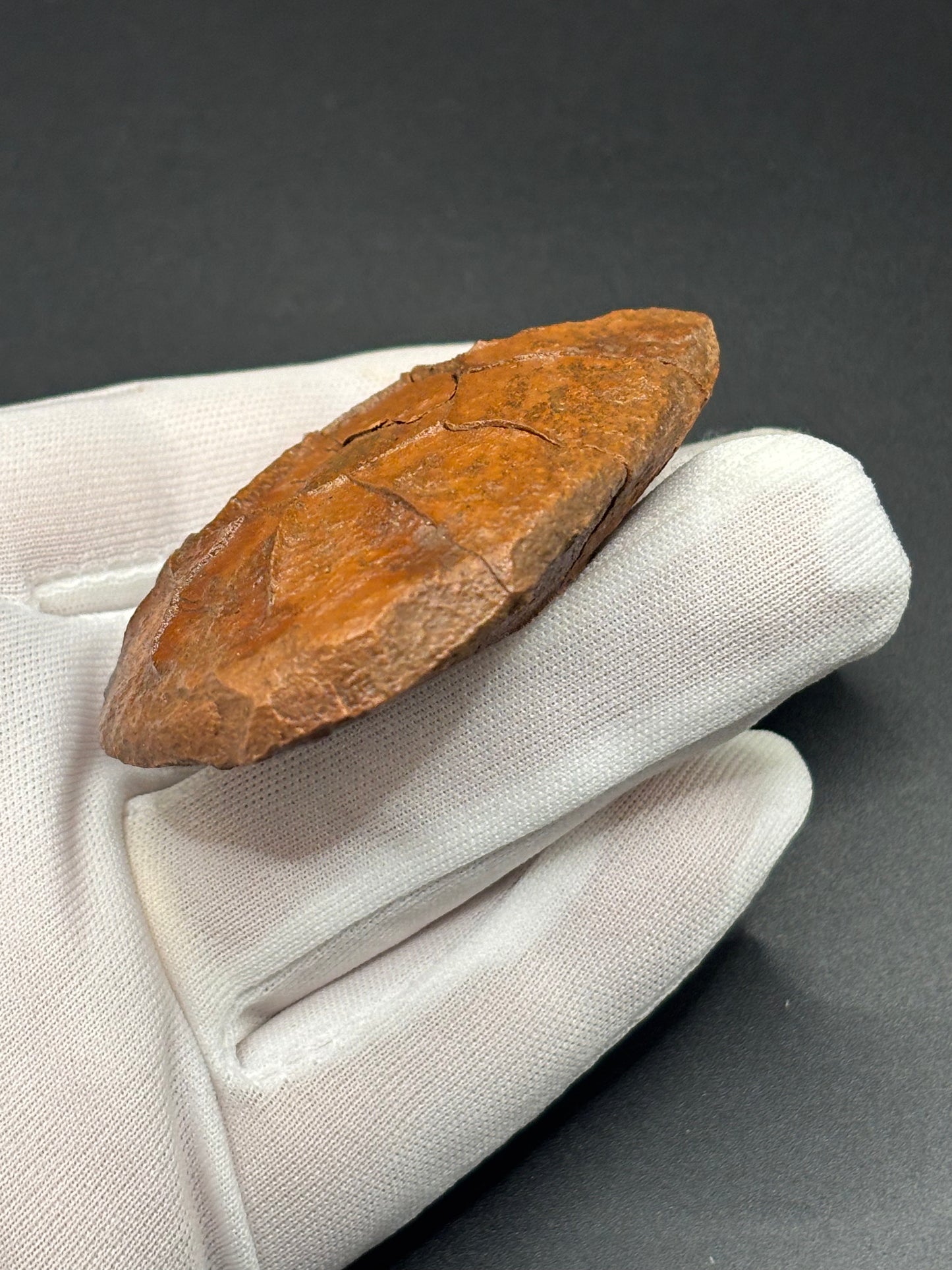 Fossilized Mudstone "Turtle Stone" Navajo County Arizona Natural Desert Concretion Prospectors Vault Find