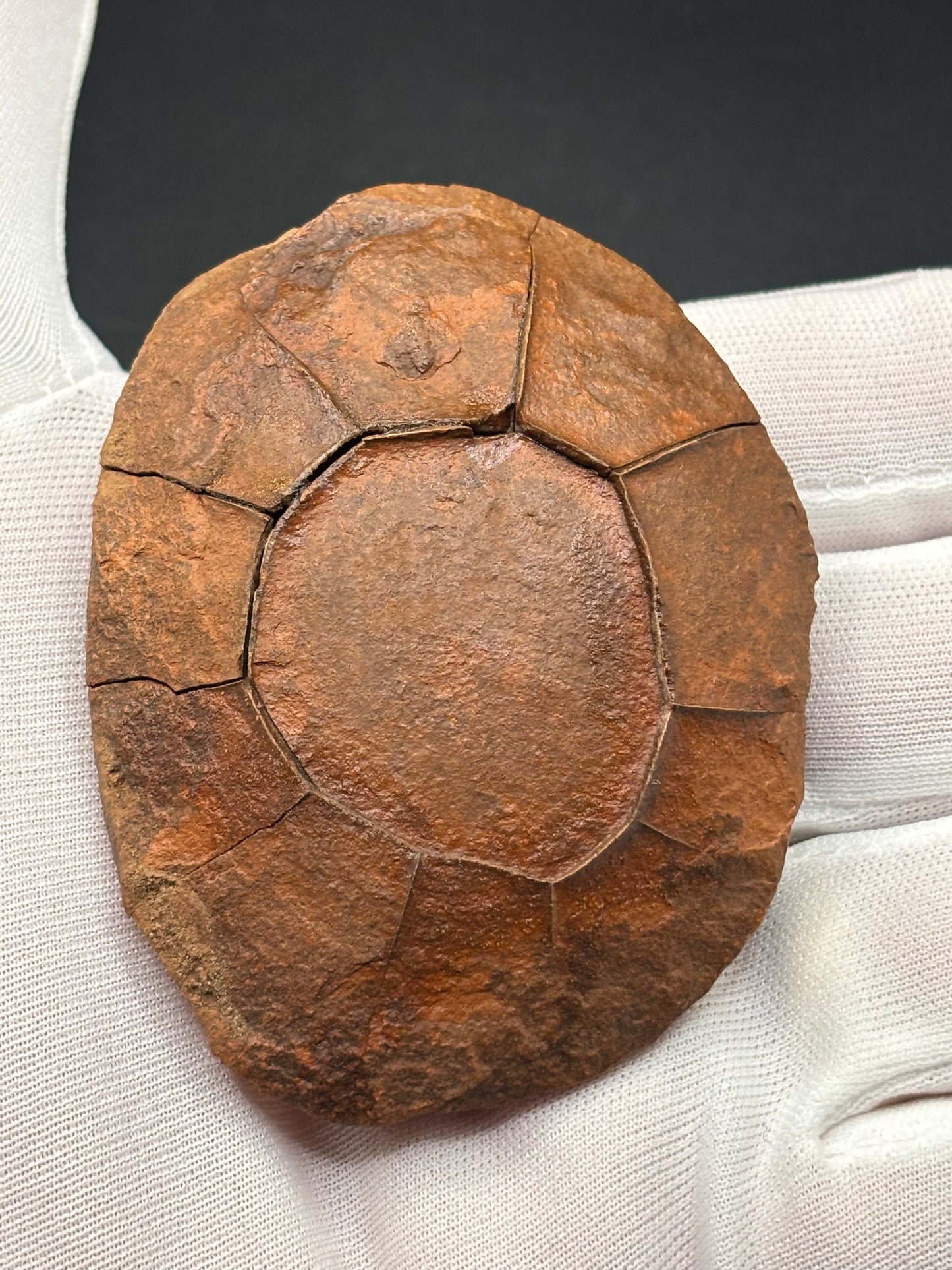 Fossilized Mudstone "Turtle Stone" Navajo County Arizona Natural Desert Concretion Prospectors Vault Find