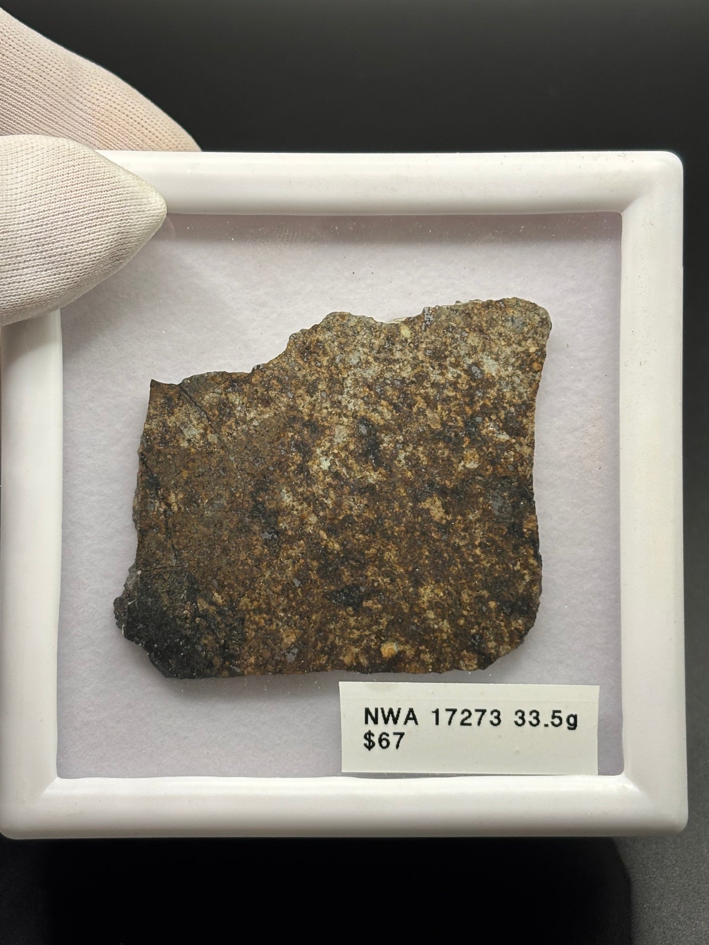NWA 17273 Meteorite Specimen Official L5 Melt Breccia Northwest Africa Meteorite