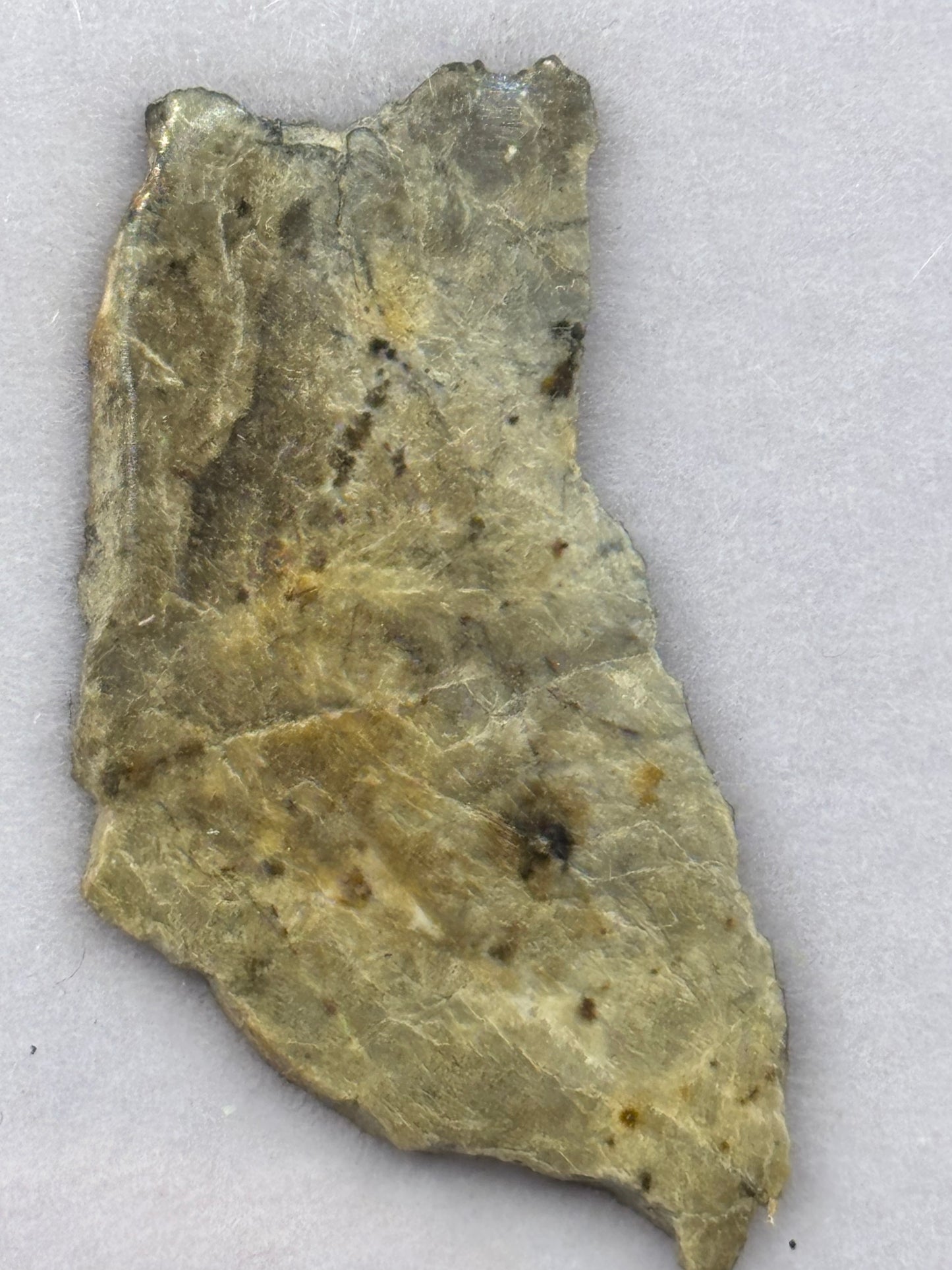 Djoua 001 Aubrite Meteorite Specimen Official Enstatite Achondrite Algeria Meteorite