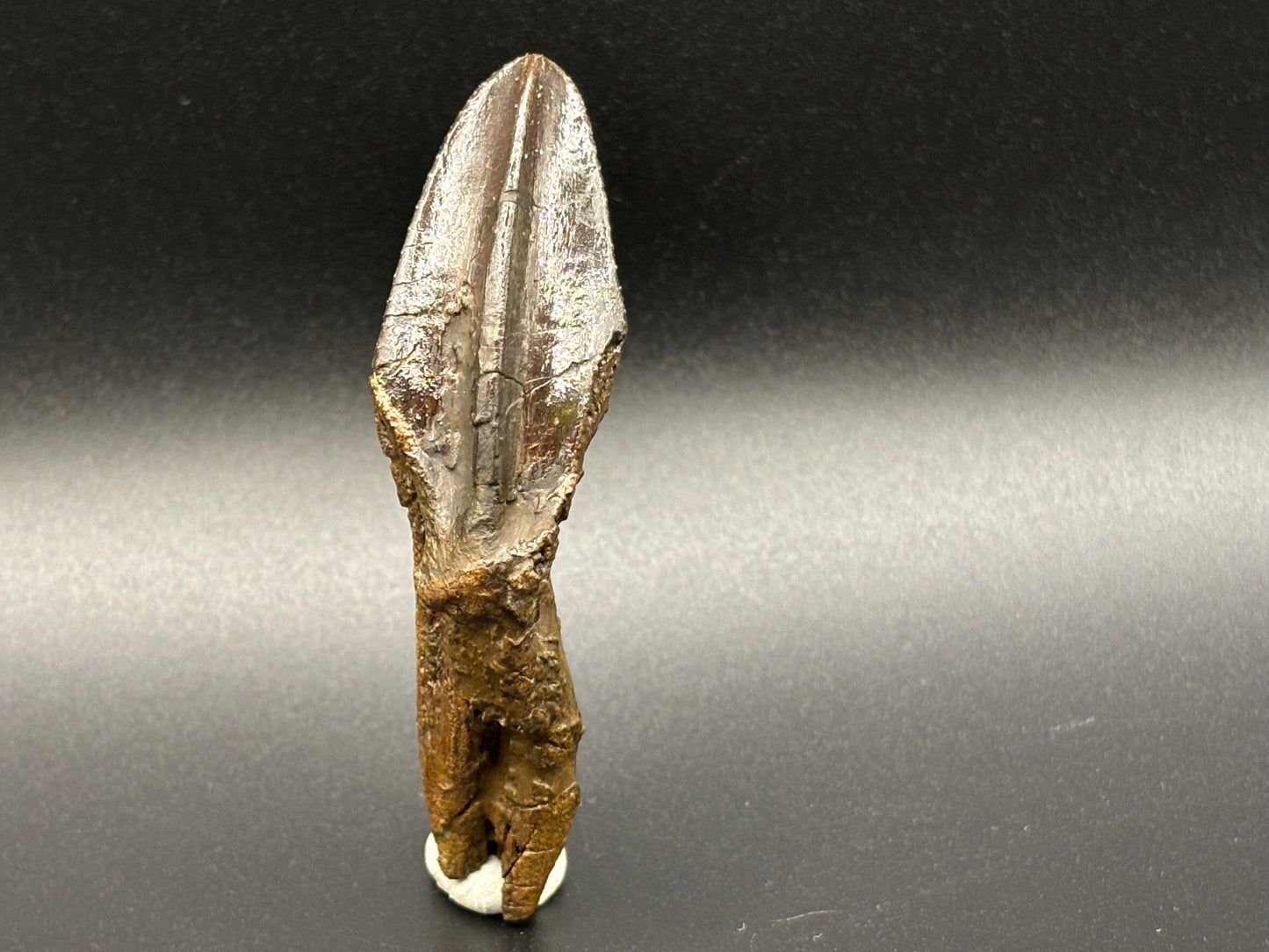Museum-Quality Rooted Brachylophosaurus Tooth – Judith River Formation, Montana
