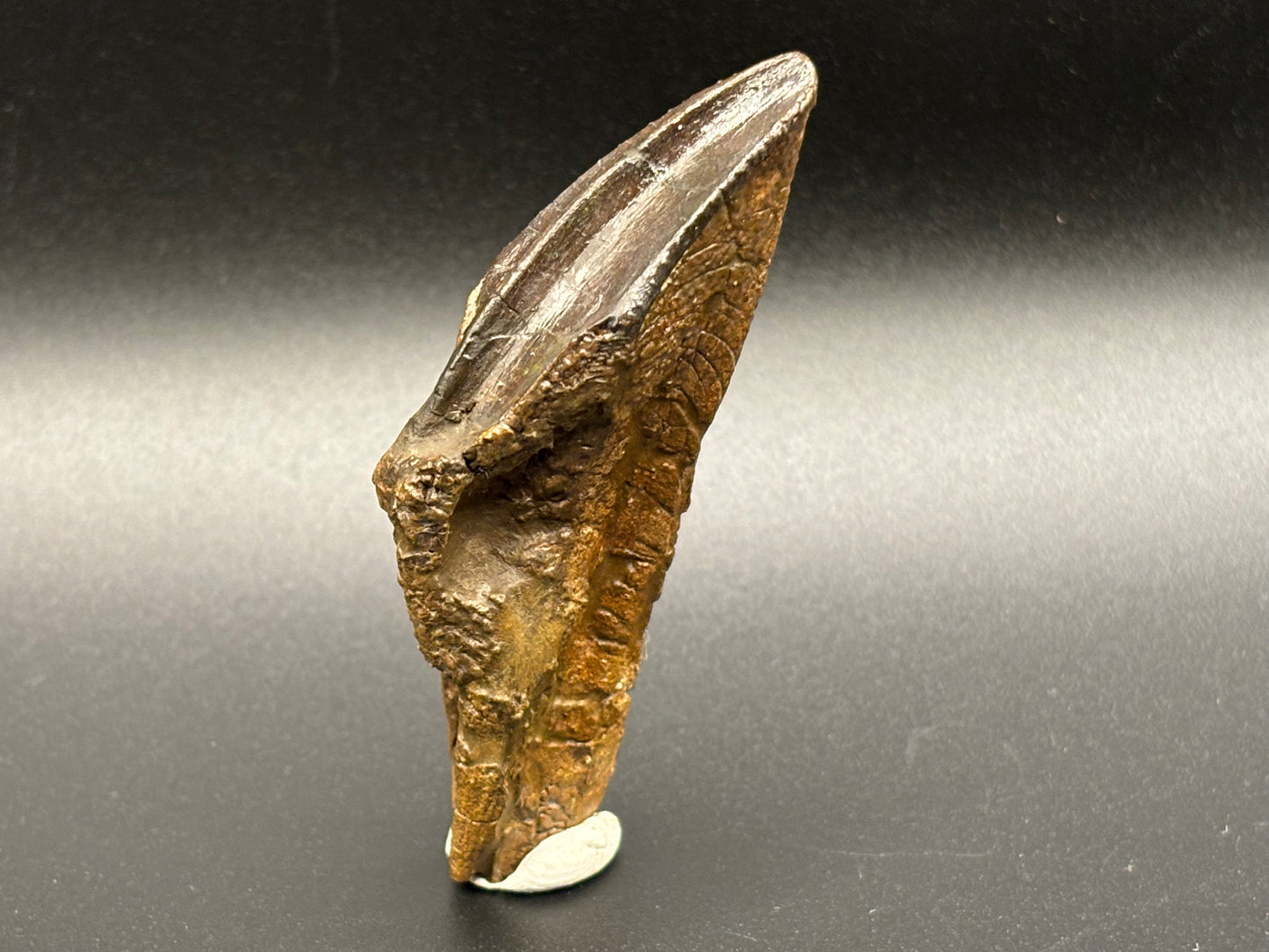 Museum-Quality Rooted Brachylophosaurus Tooth – Judith River Formation, Montana