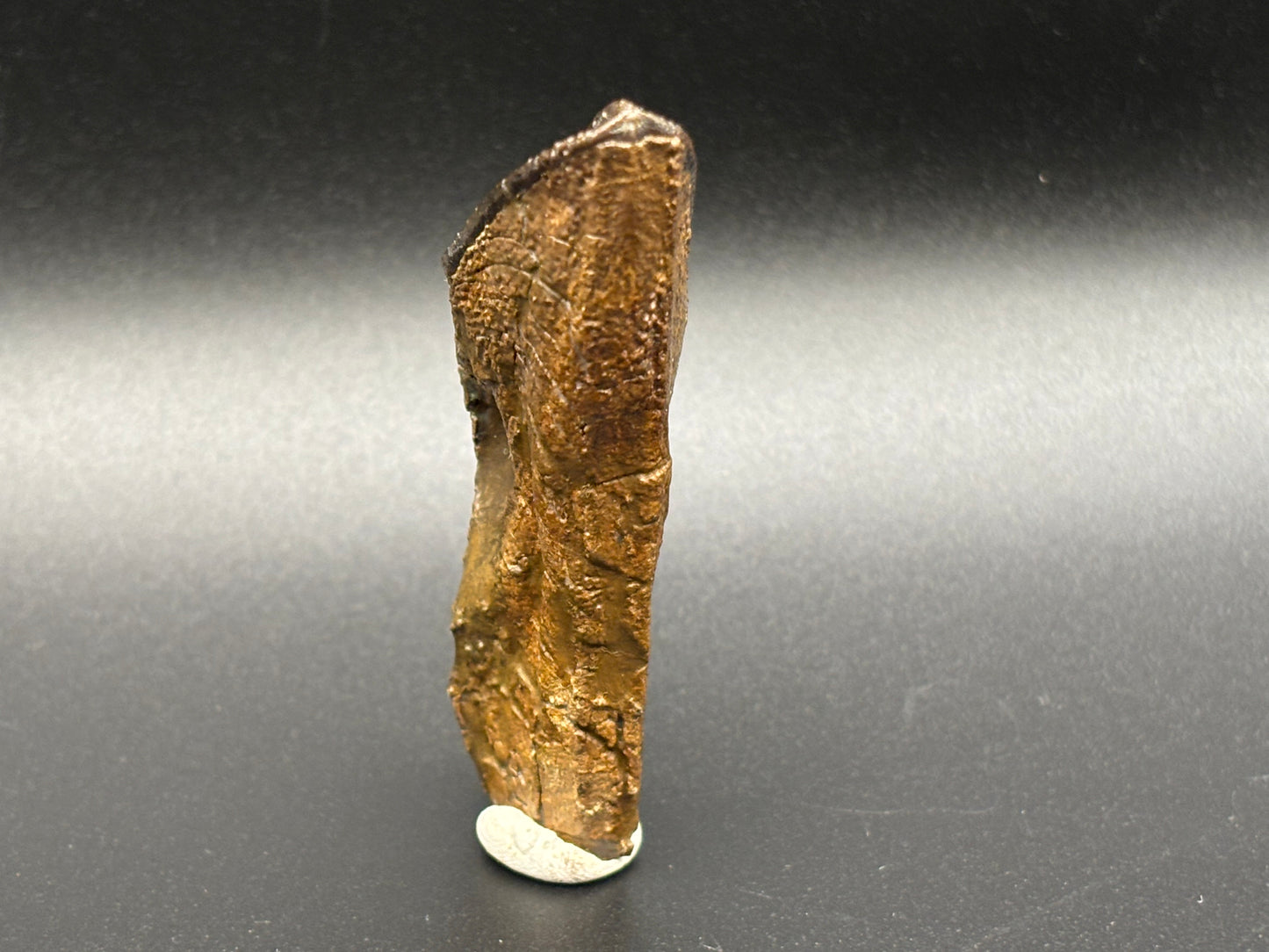 Museum-Quality Rooted Brachylophosaurus Tooth – Judith River Formation, Montana