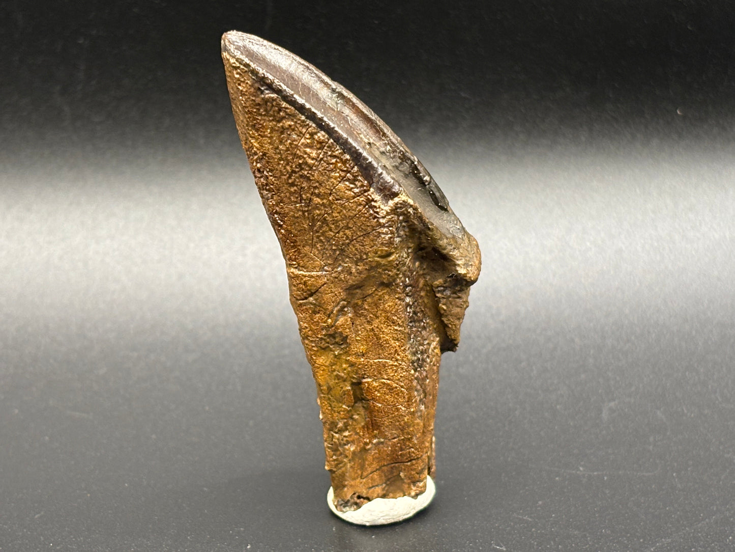 Museum-Quality Rooted Brachylophosaurus Tooth – Judith River Formation, Montana