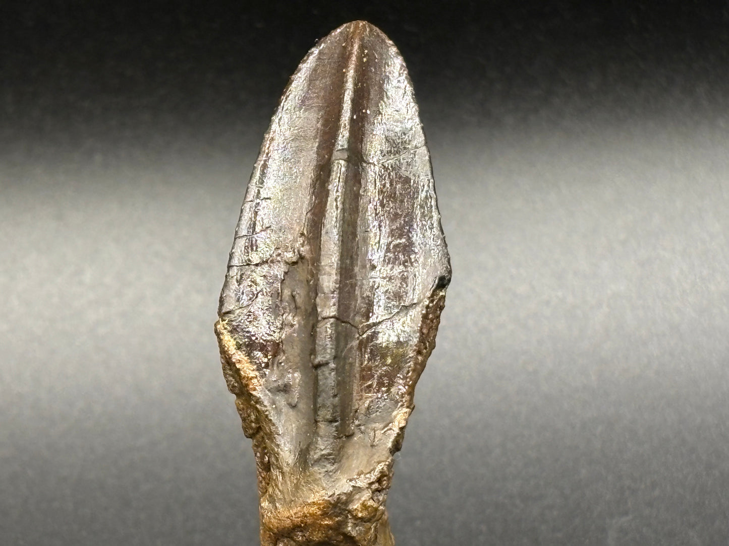 Museum-Quality Rooted Brachylophosaurus Tooth – Judith River Formation, Montana