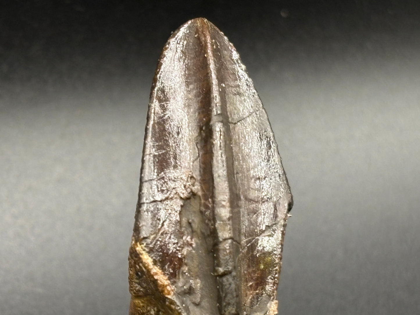 Museum-Quality Rooted Brachylophosaurus Tooth – Judith River Formation, Montana