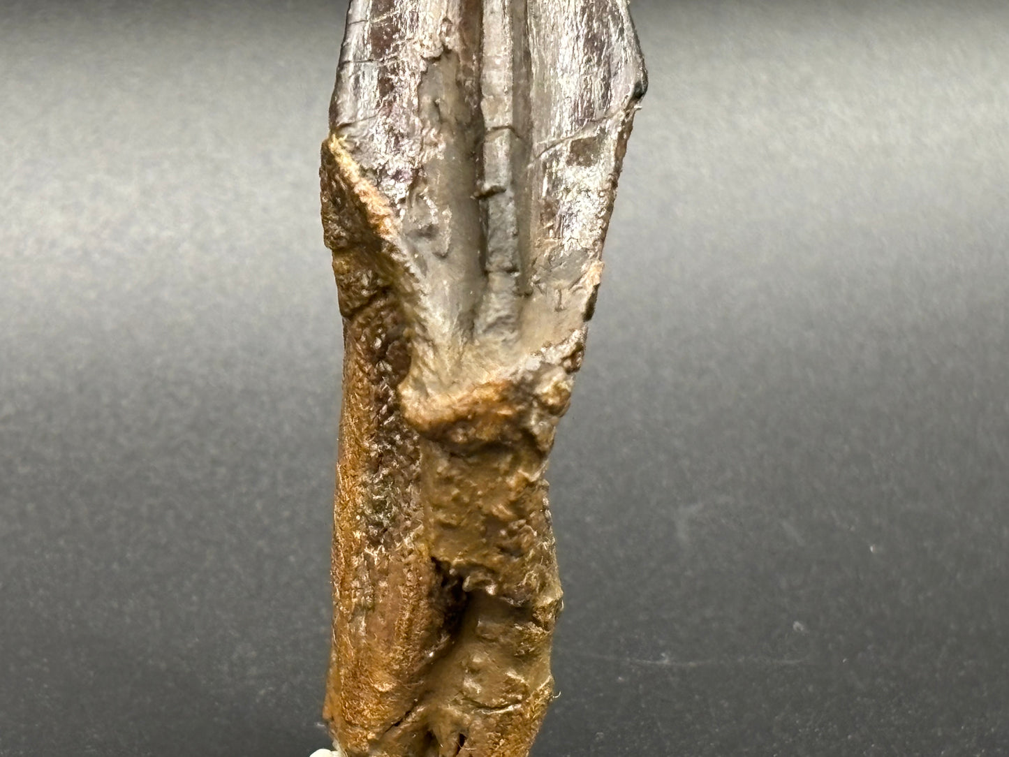 Museum-Quality Rooted Brachylophosaurus Tooth – Judith River Formation, Montana