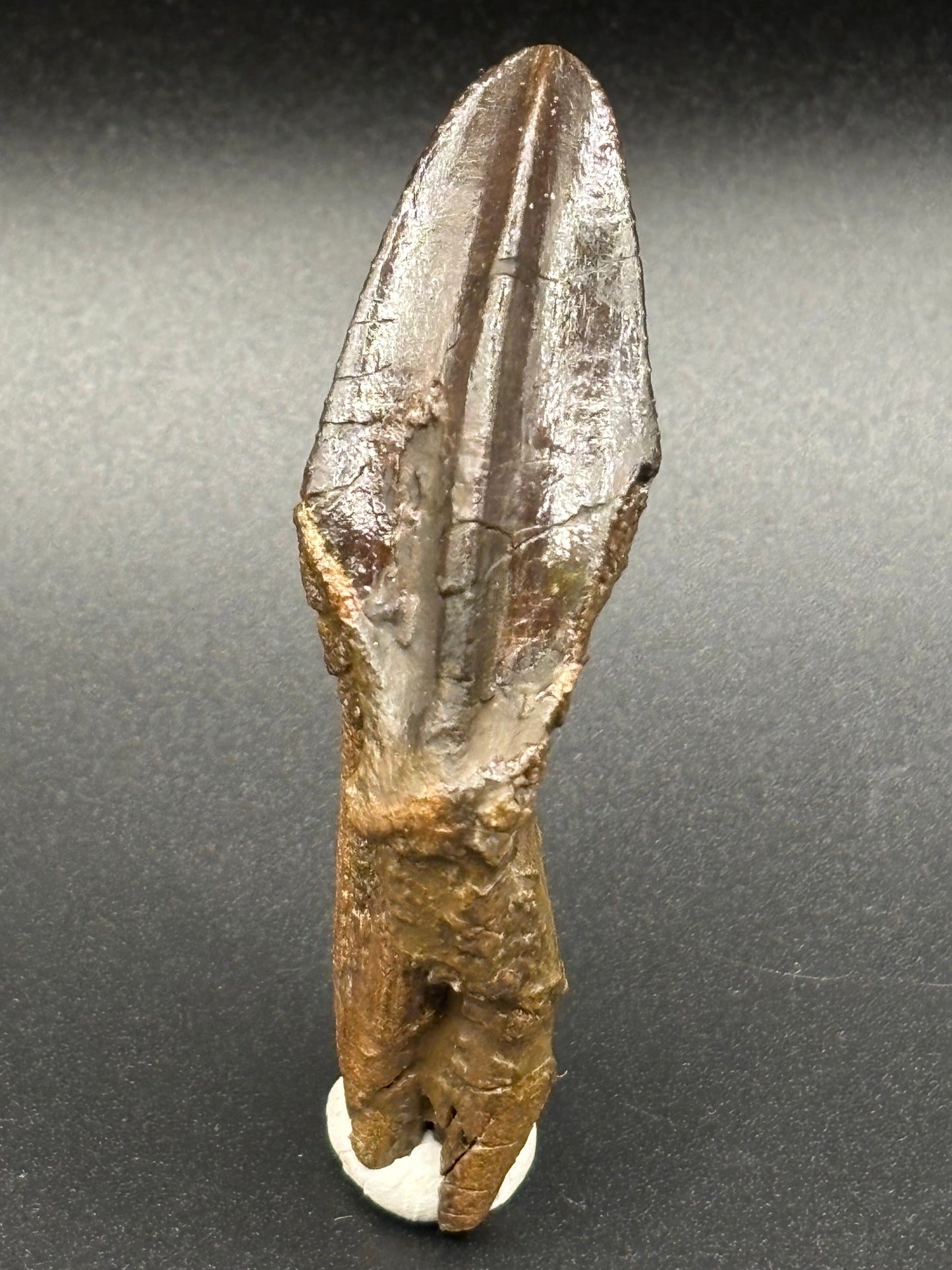 Museum-Quality Rooted Brachylophosaurus Tooth – Judith River Formation, Montana
