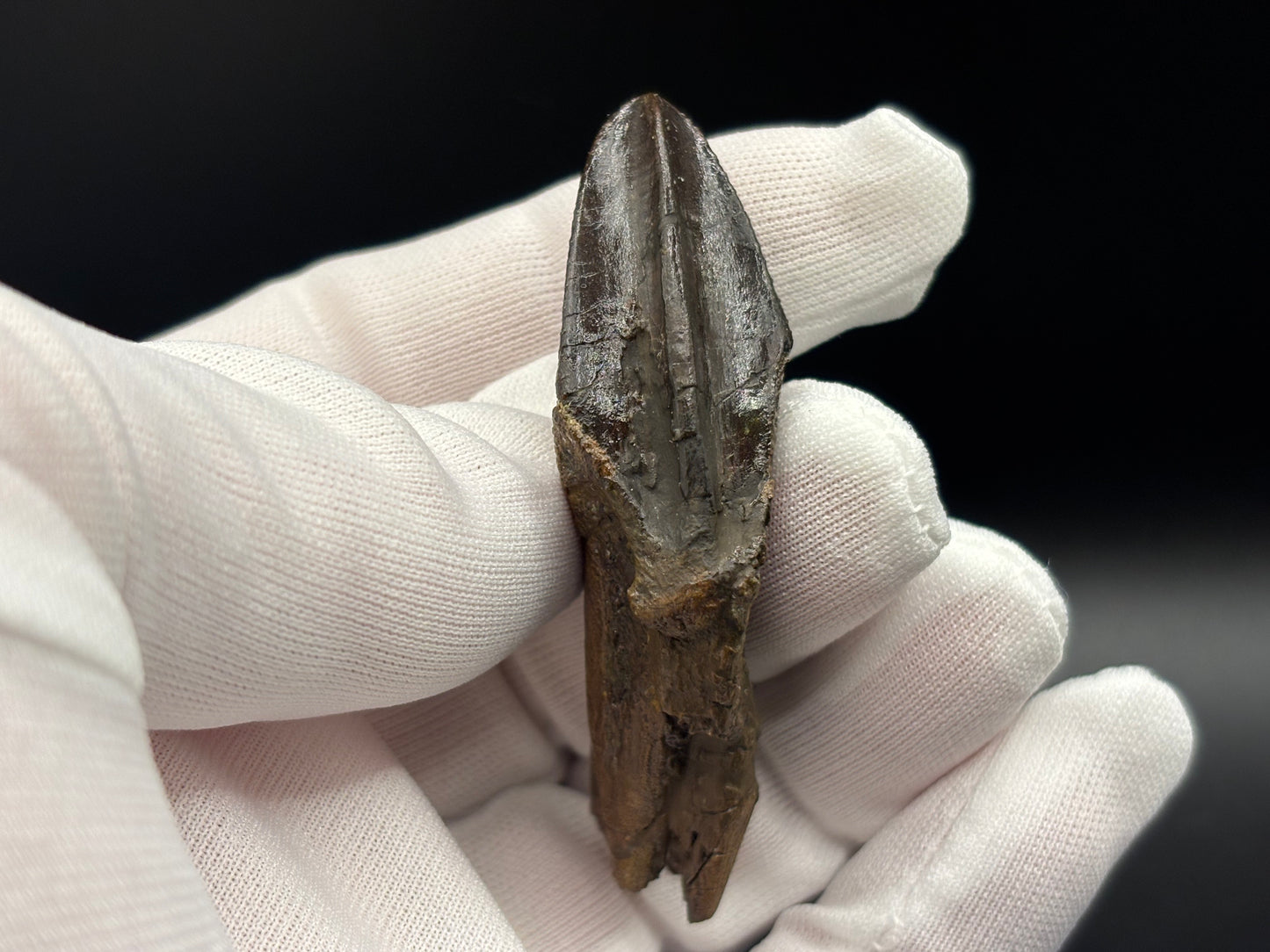 Museum-Quality Rooted Brachylophosaurus Tooth – Judith River Formation, Montana