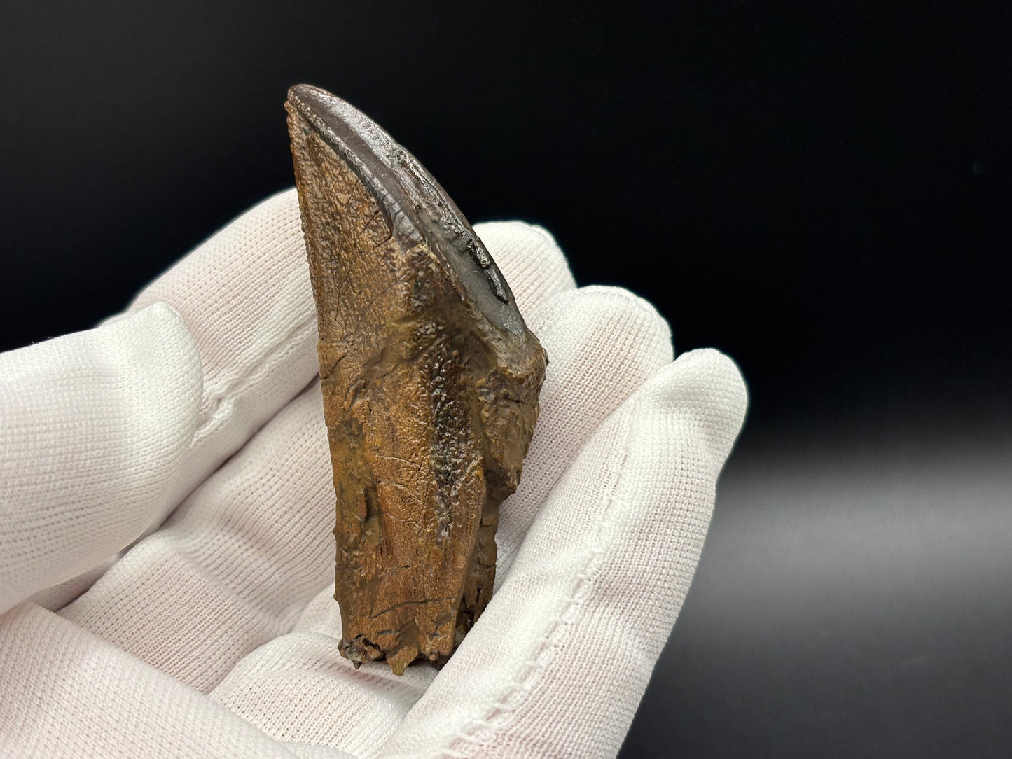 Museum-Quality Rooted Brachylophosaurus Tooth – Judith River Formation, Montana