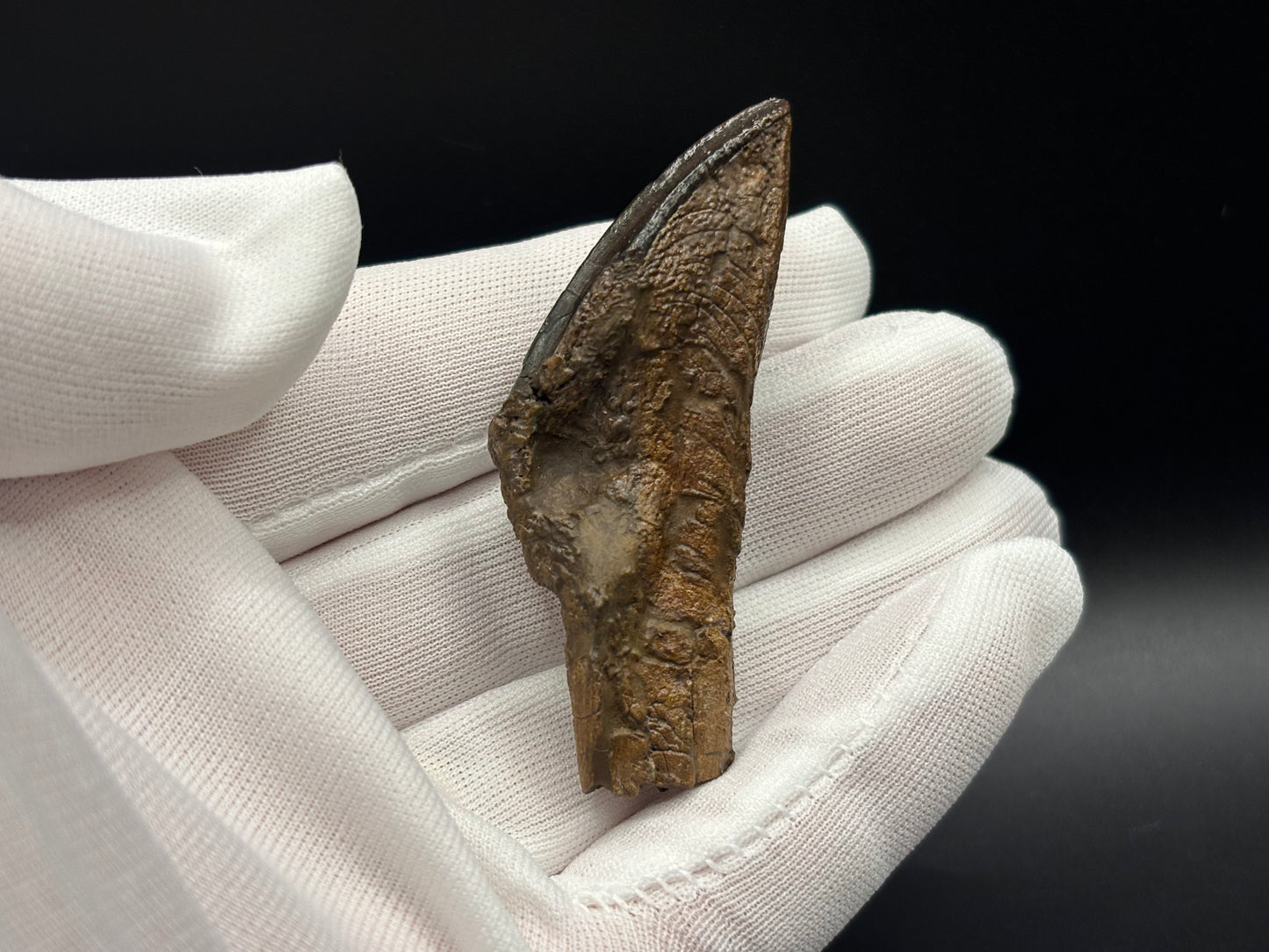 Museum-Quality Rooted Brachylophosaurus Tooth – Judith River Formation, Montana