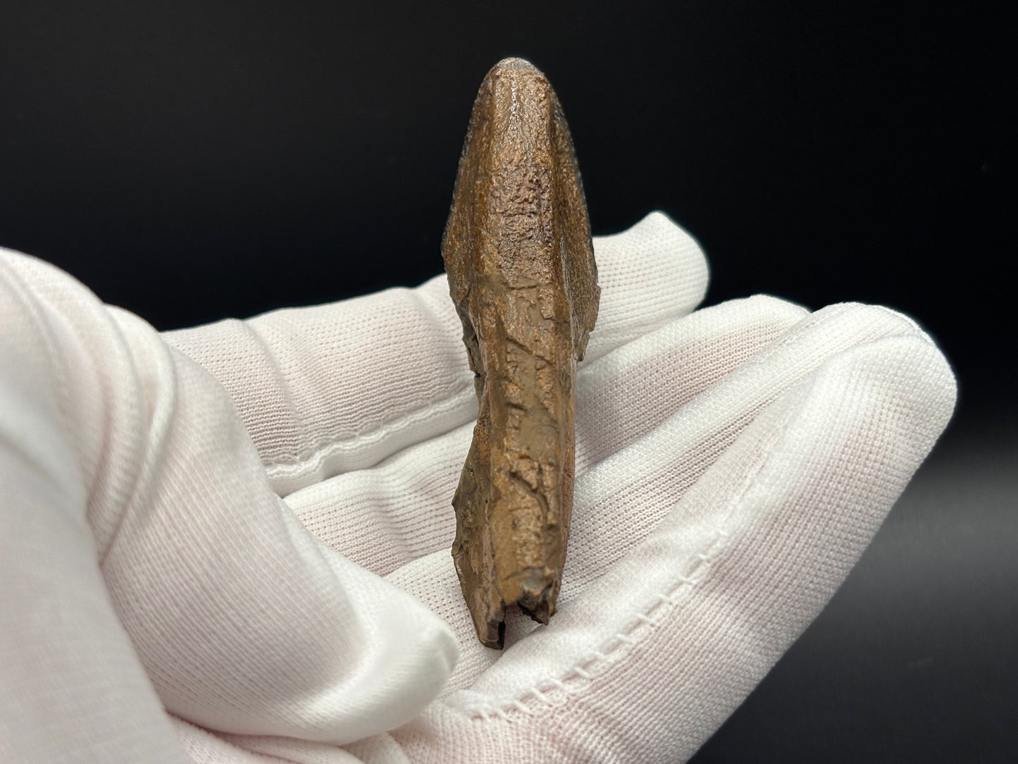 Museum-Quality Rooted Brachylophosaurus Tooth – Judith River Formation, Montana
